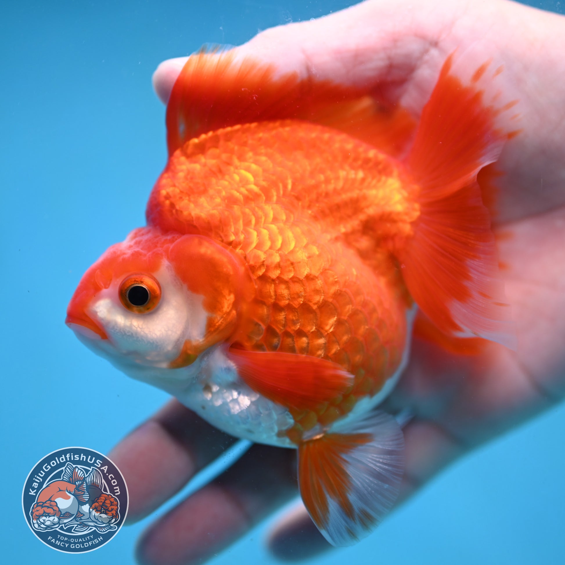 Red White Ryukin 3.5 inch Body (251024_RY02)