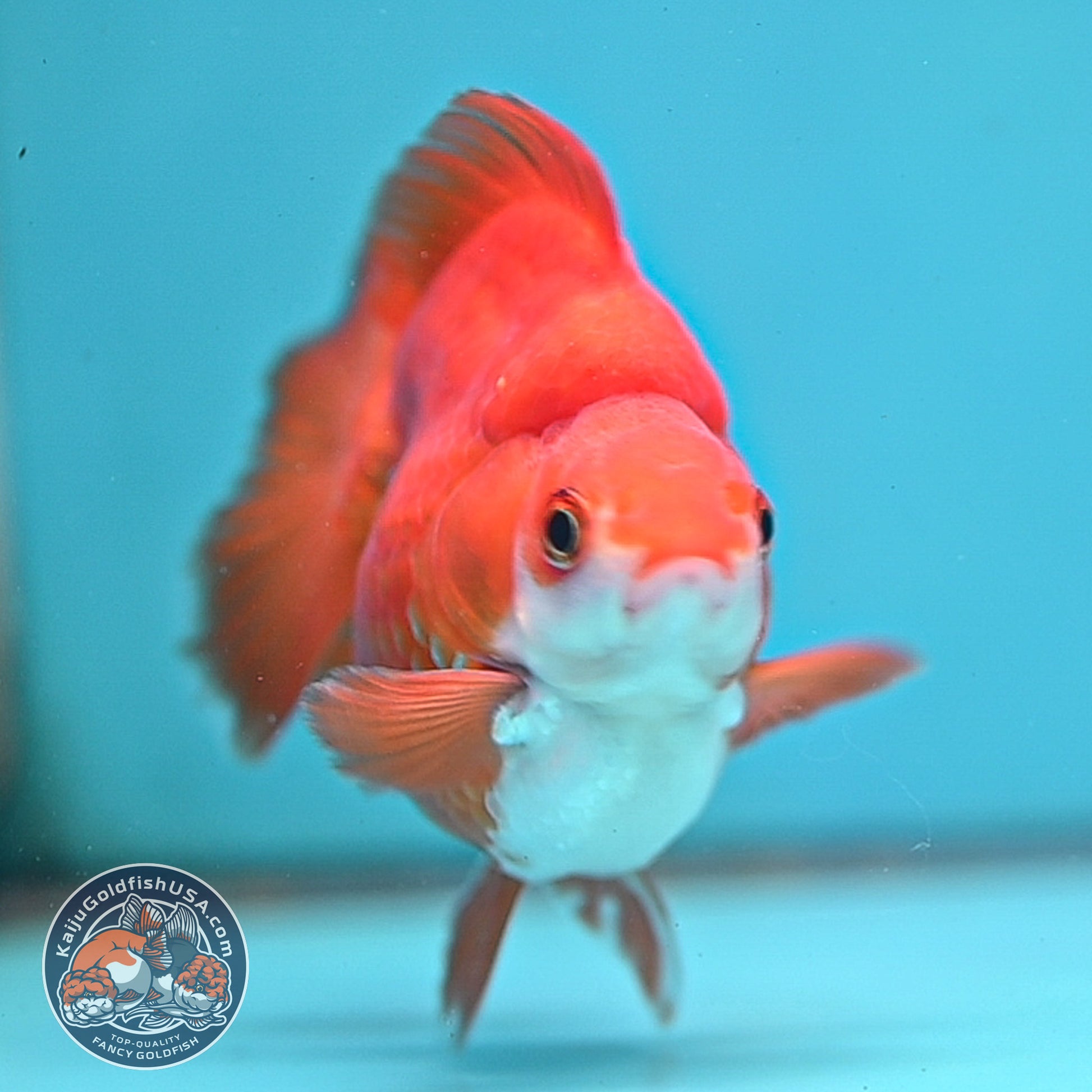 Red White Ryukin 3.5 inch Body (251024_RY06)