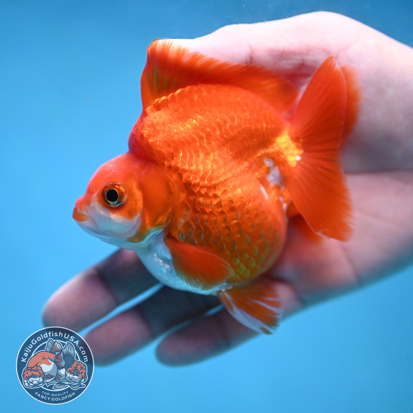 Red White Ryukin 3.5 inch Body (251024_RY06)