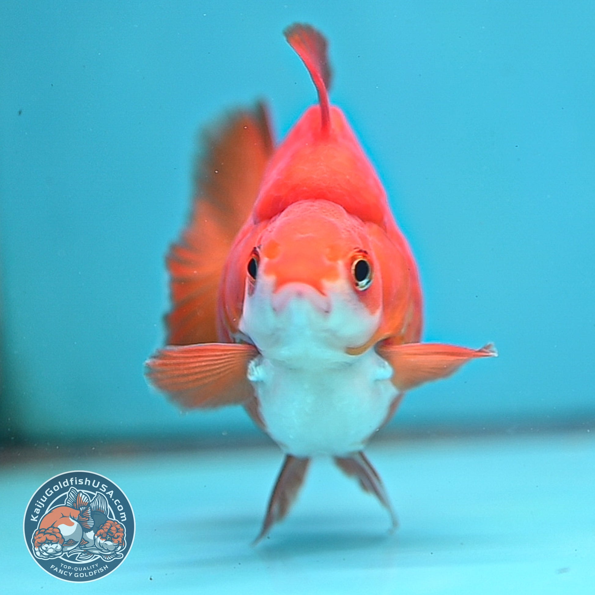 Red White Ryukin 3.5 inch Body (251024_RY06)