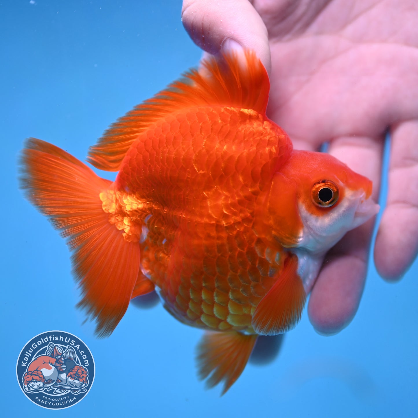 Red White Ryukin 3.5 inch Body (251024_RY06)