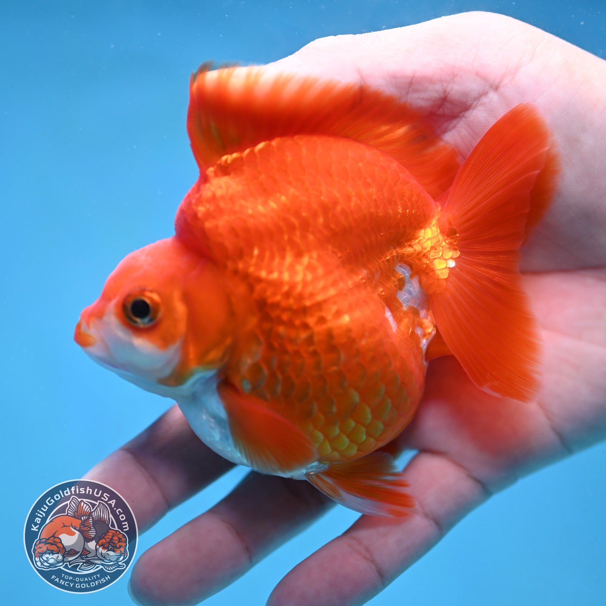 Red White Ryukin 3.5 inch Body (251024_RY06)