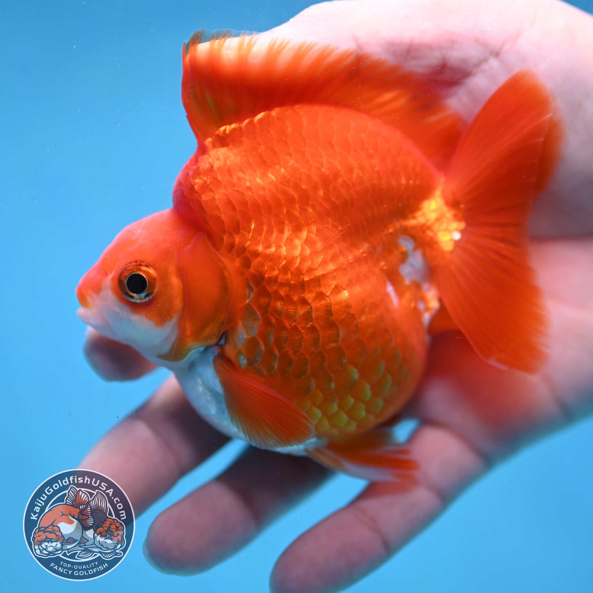 Red White Ryukin 3.5 inch Body (251024_RY06)