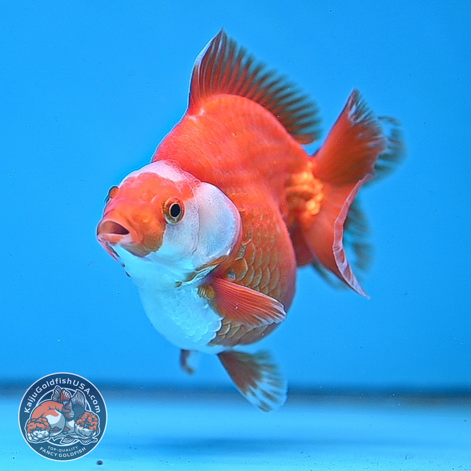 Red White Ryukin 3.5 inch Body (251031_RY02)