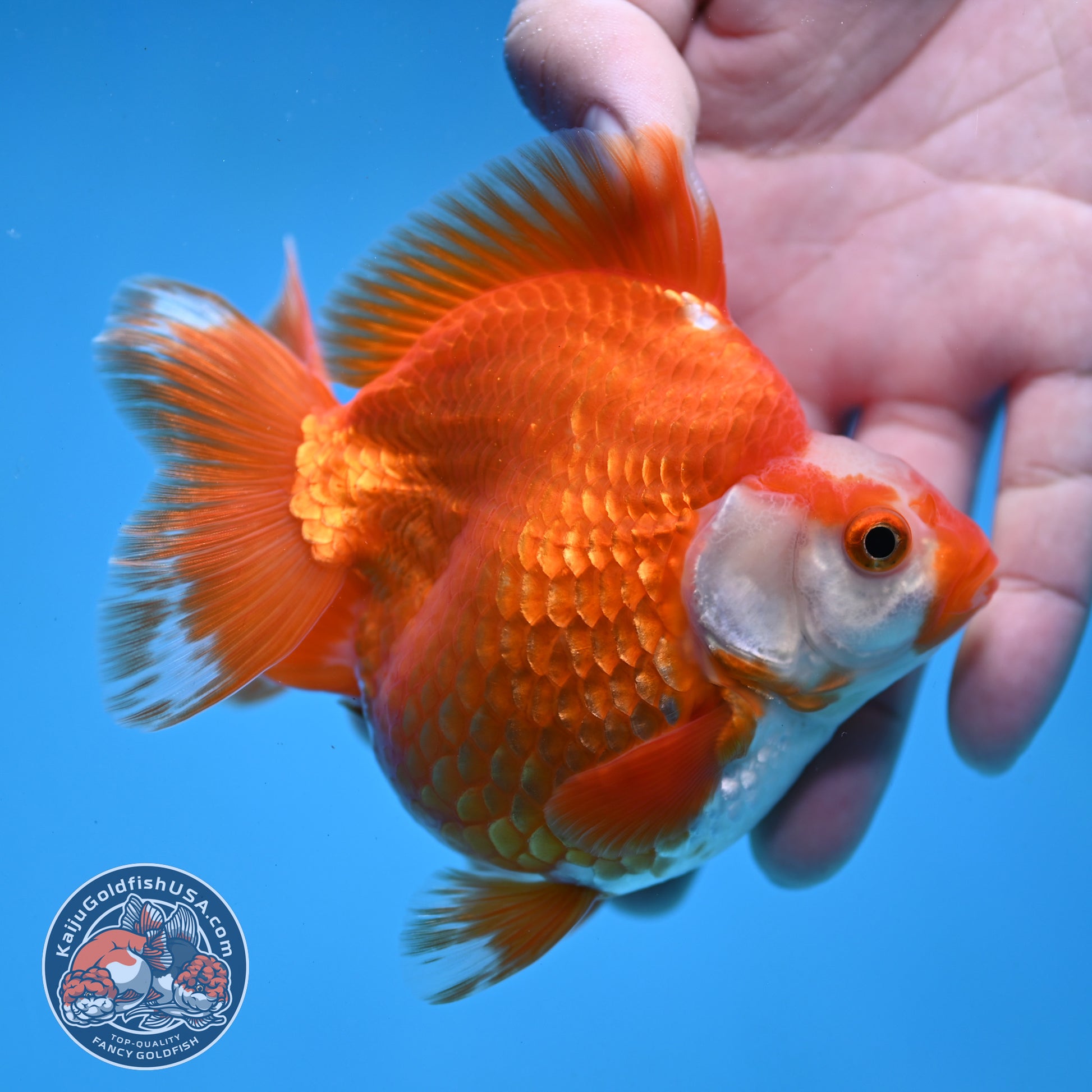 Red White Ryukin 3.5 inch Body (251031_RY02)