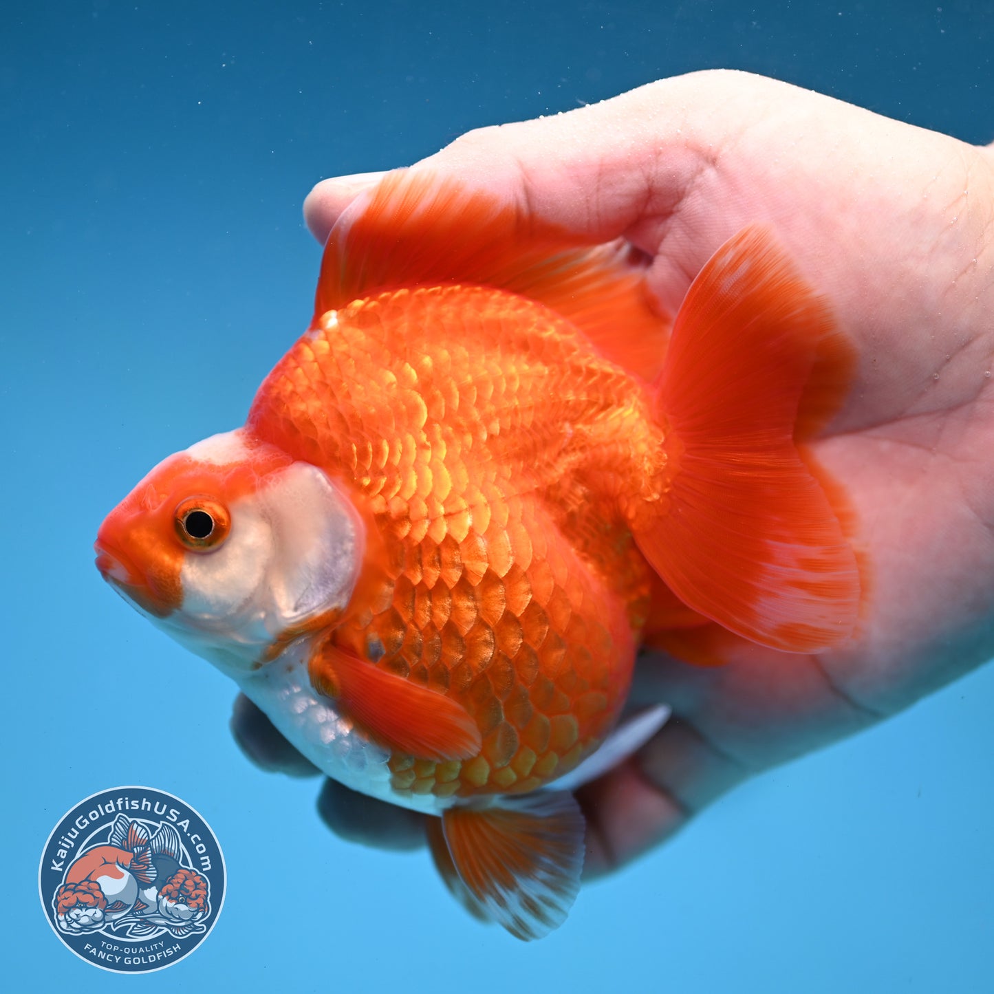 Red White Ryukin 3.5 inch Body (251031_RY02)