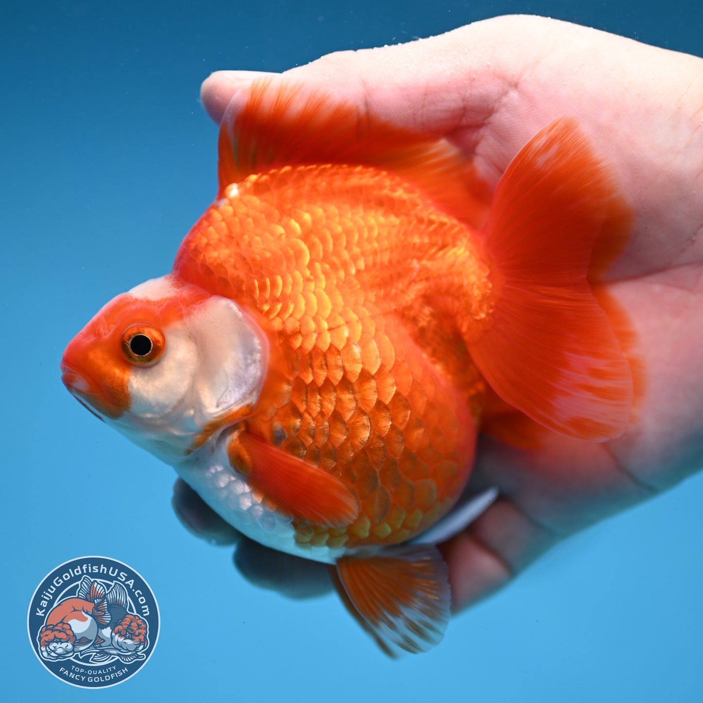 Red White Ryukin 3.5 inch Body (251031_RY02)