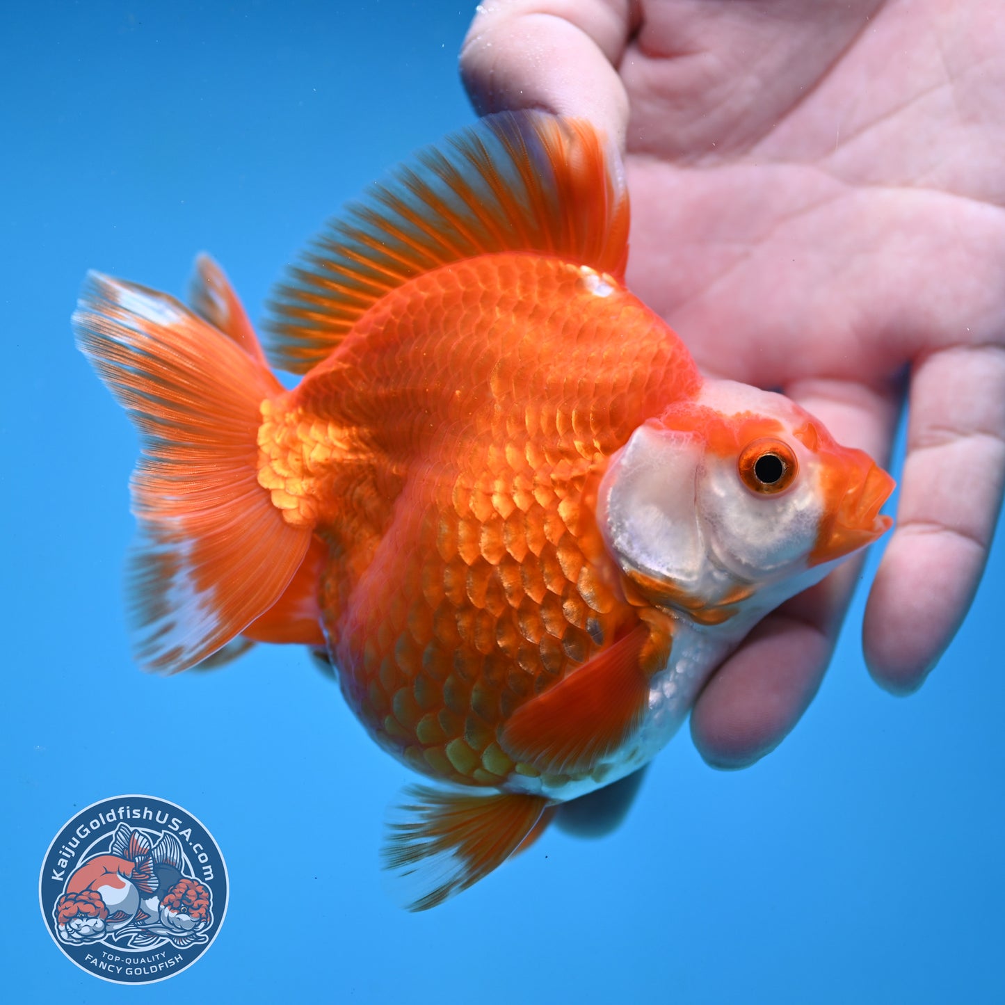 Red White Ryukin 3.5 inch Body (251031_RY02)