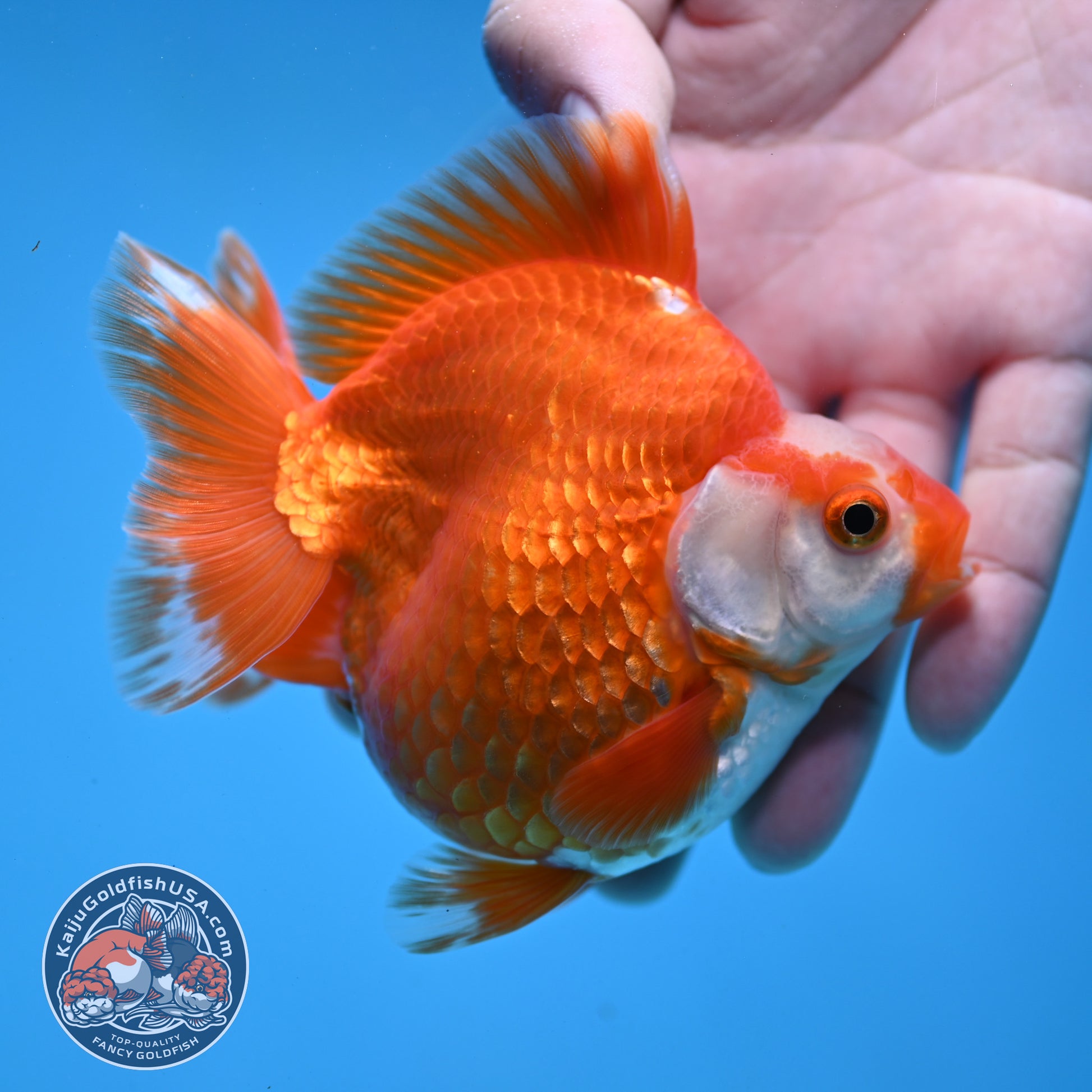 Red White Ryukin 3.5 inch Body (251031_RY02)