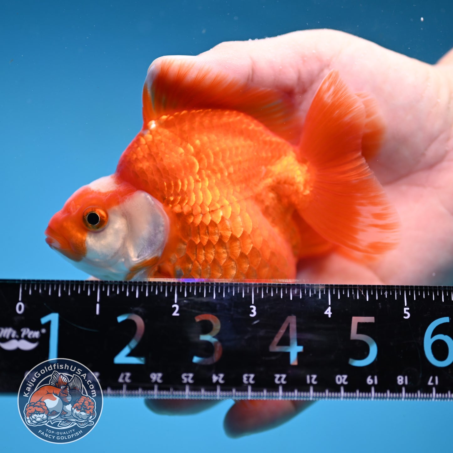 Red White Ryukin 3.5 inch Body (251031_RY02)