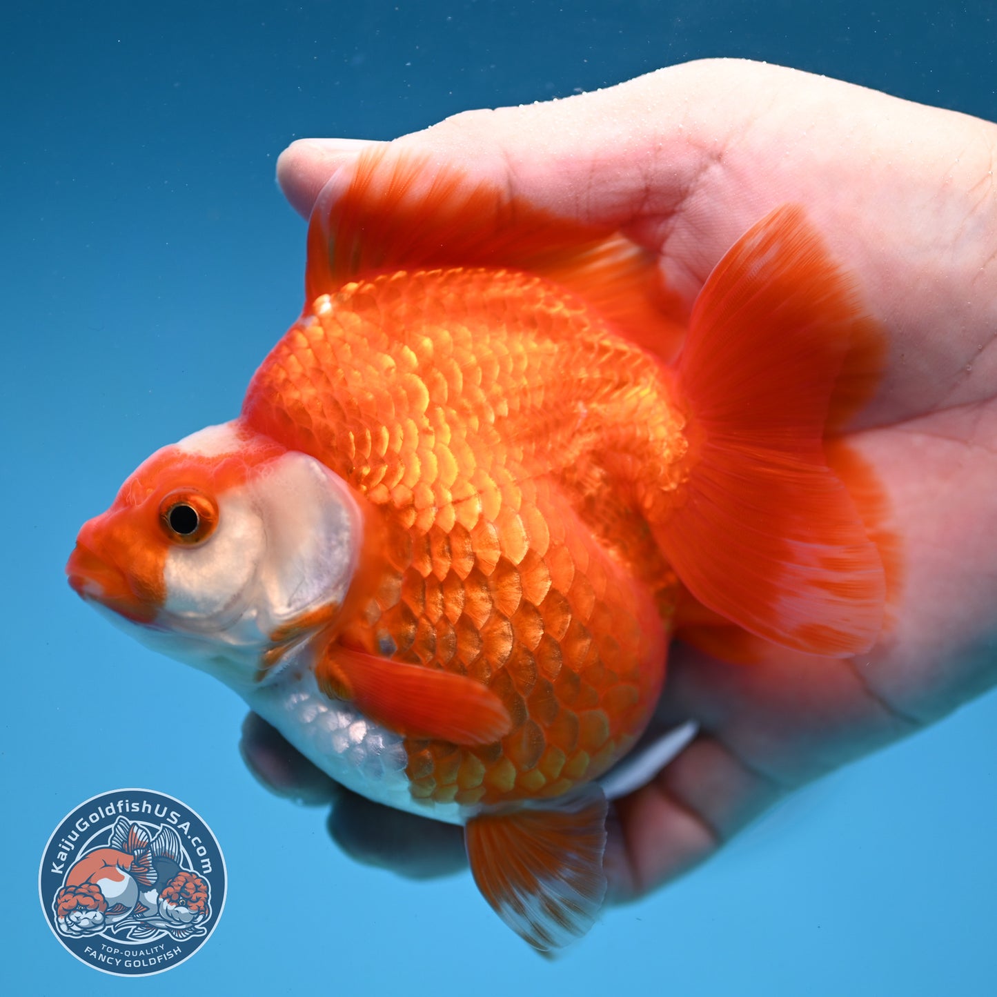 Red White Ryukin 3.5 inch Body (251031_RY02)