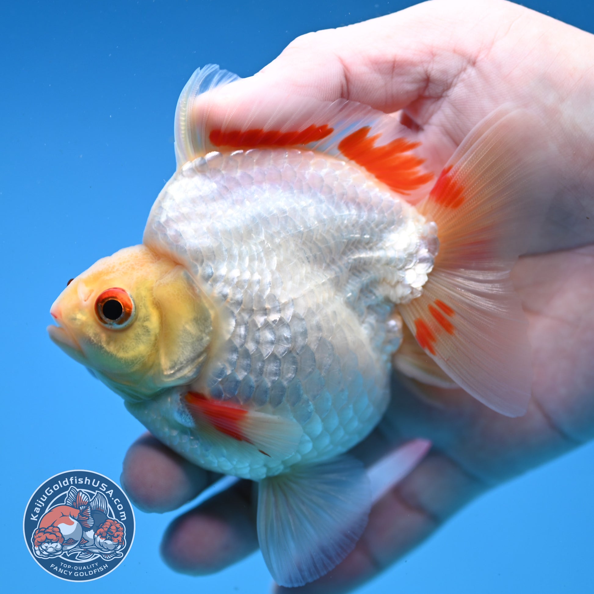 Red White Ryukin 3.5 inch Body (251107_RY05)