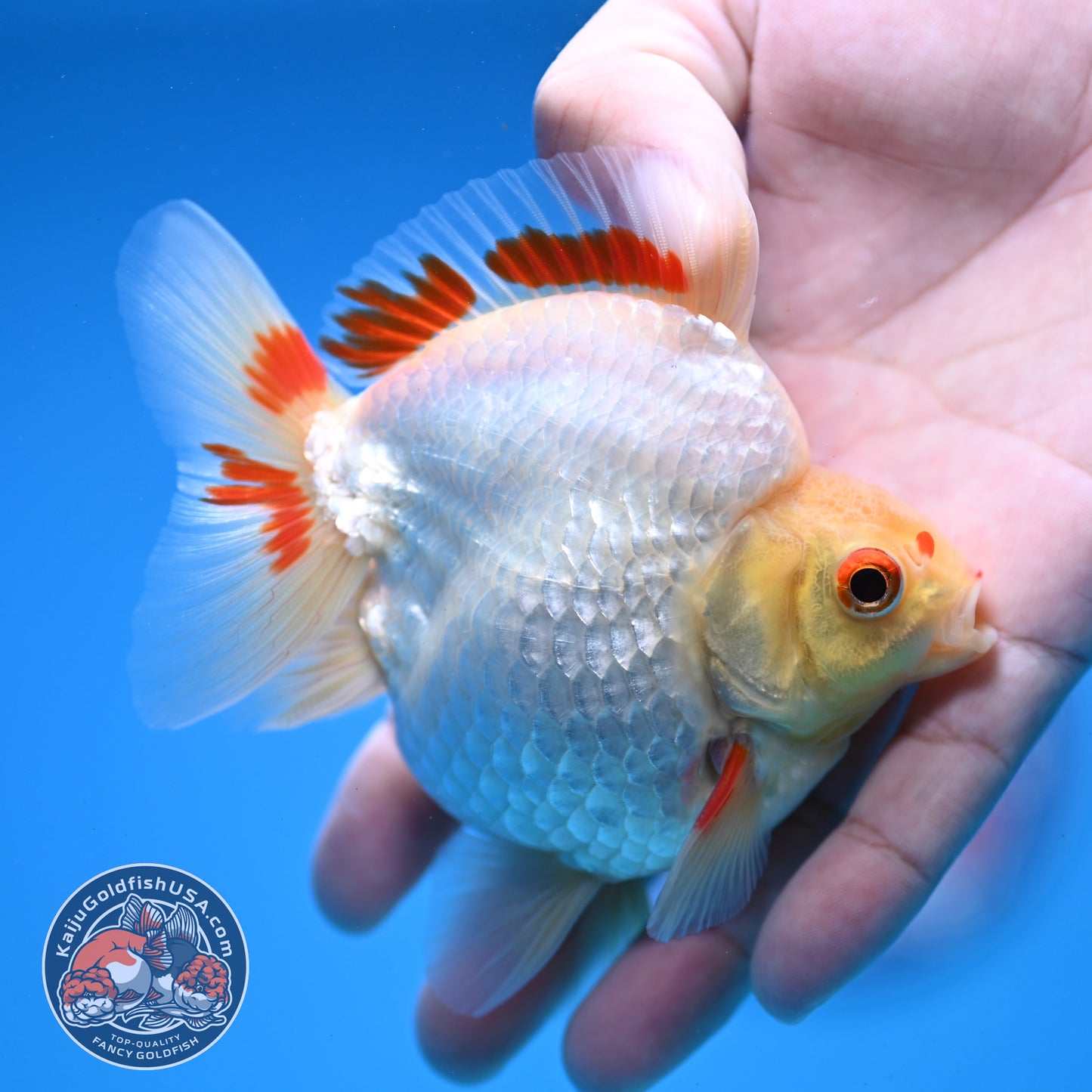 Red White Ryukin 3.5 inch Body (251107_RY05)