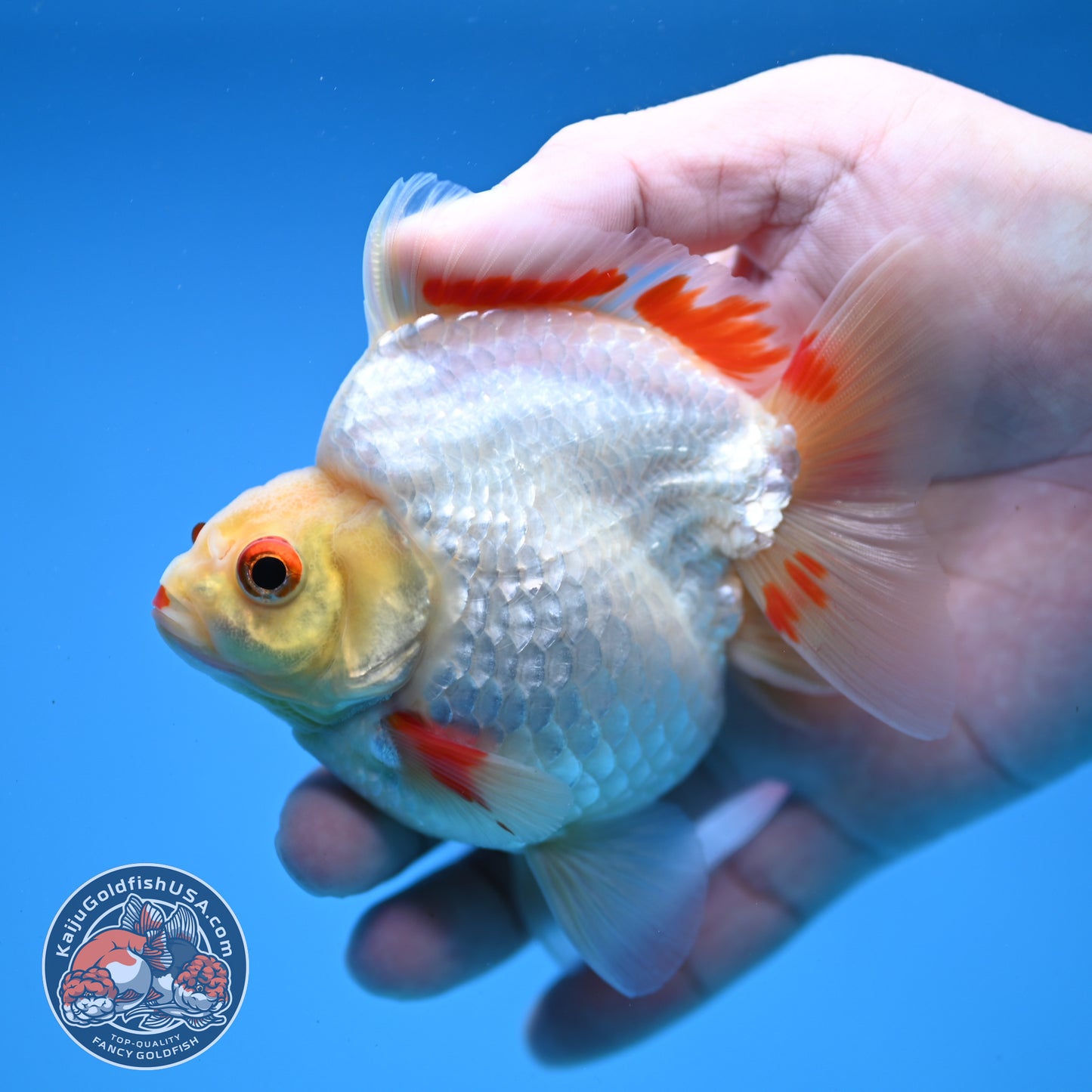 Red White Ryukin 3.5 inch Body (251107_RY05)