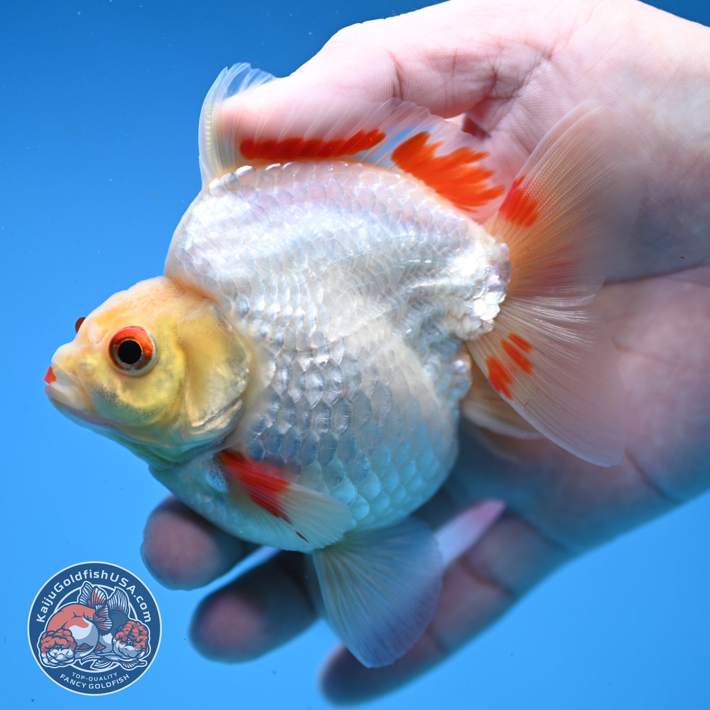 Red White Ryukin 3.5 inch Body (251107_RY05)