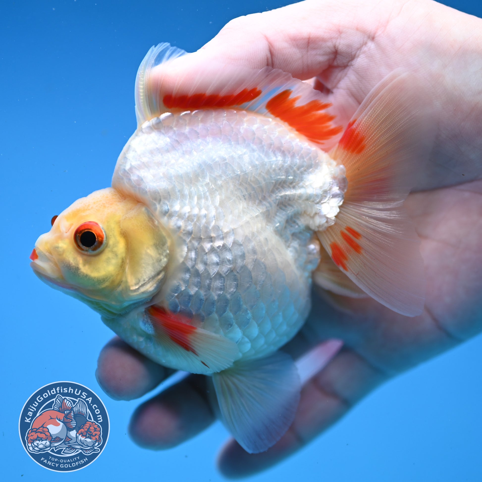 Red White Ryukin 3.5 inch Body (251107_RY05)