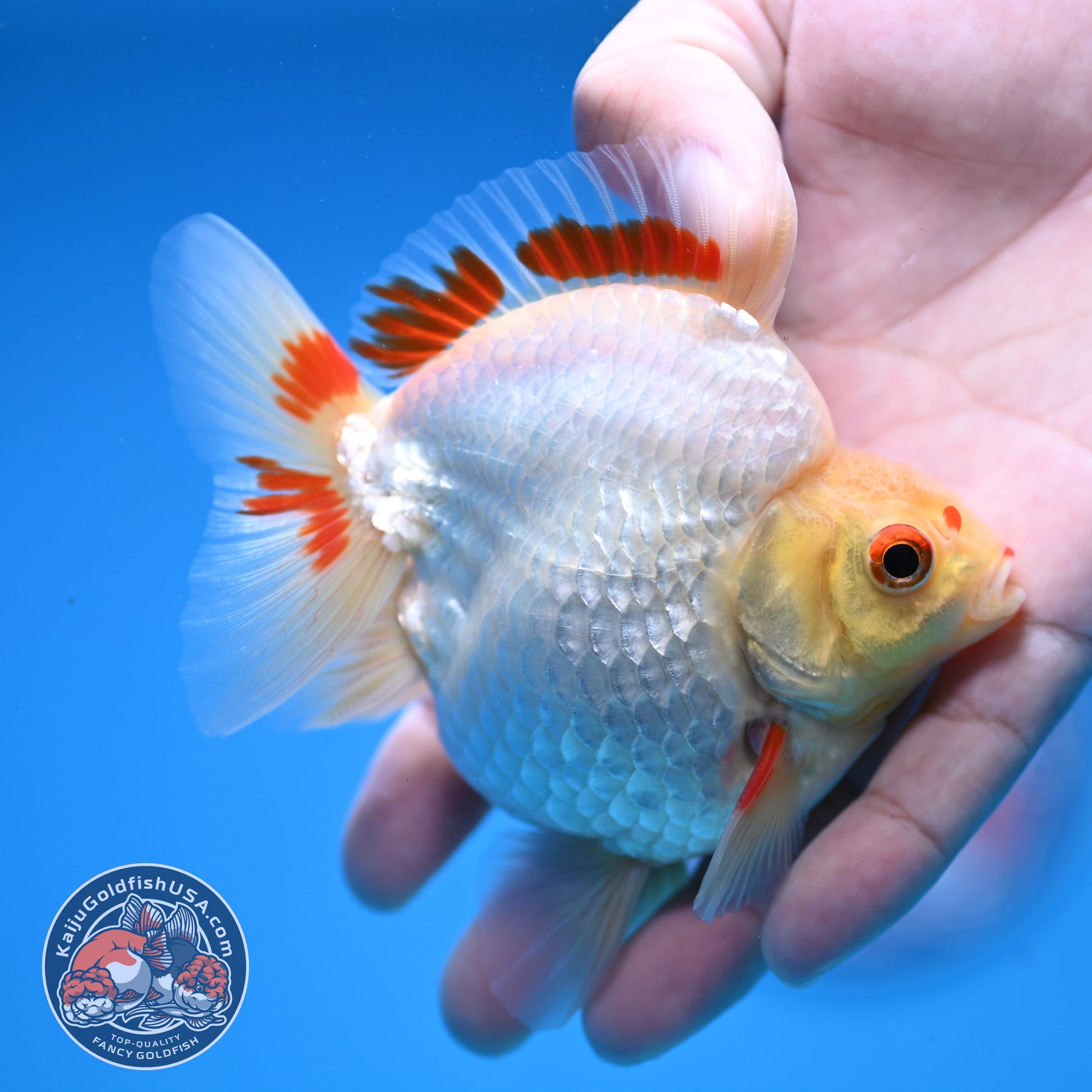 Red White Ryukin 3.5 inch Body (251107_RY05)