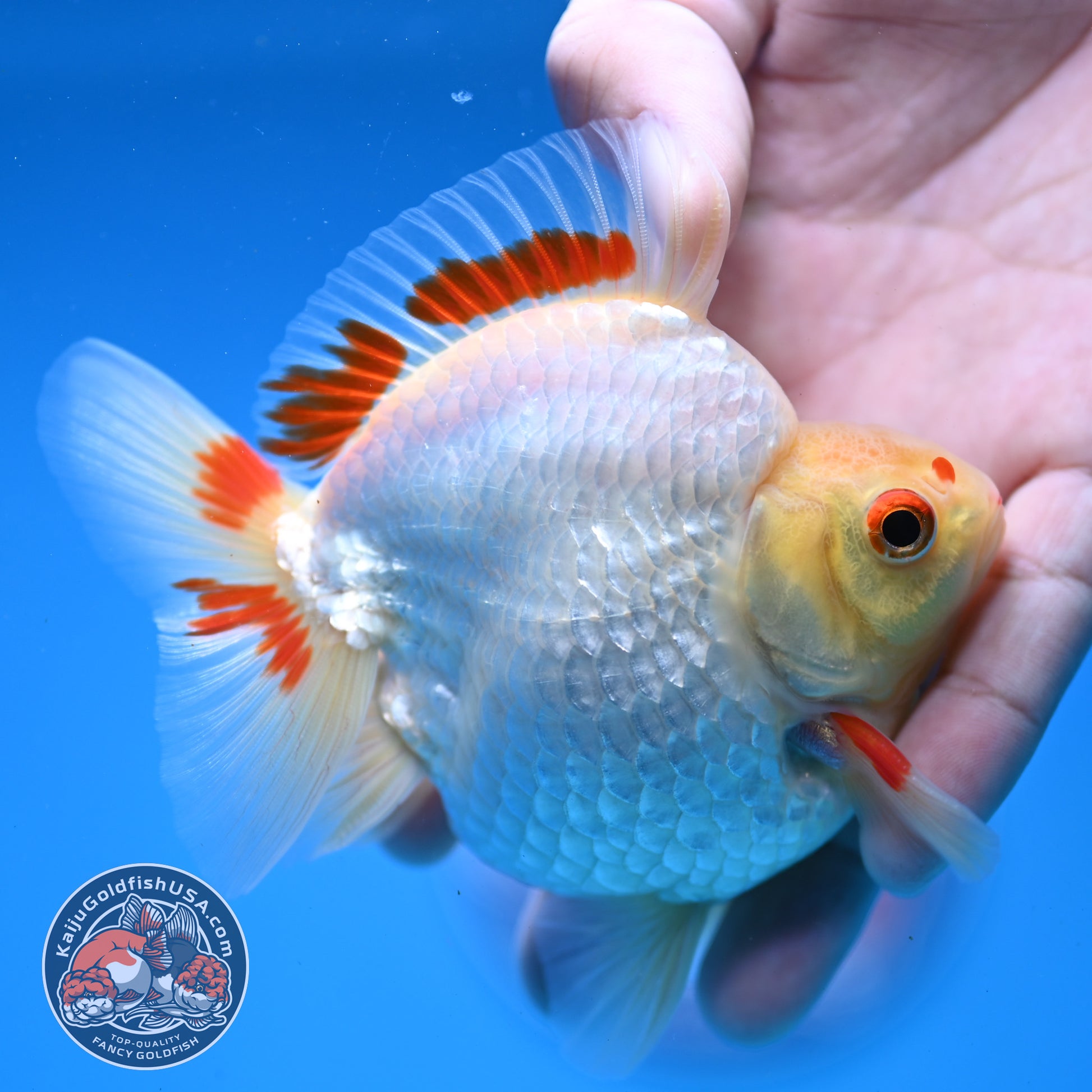 Red White Ryukin 3.5 inch Body (251107_RY05)