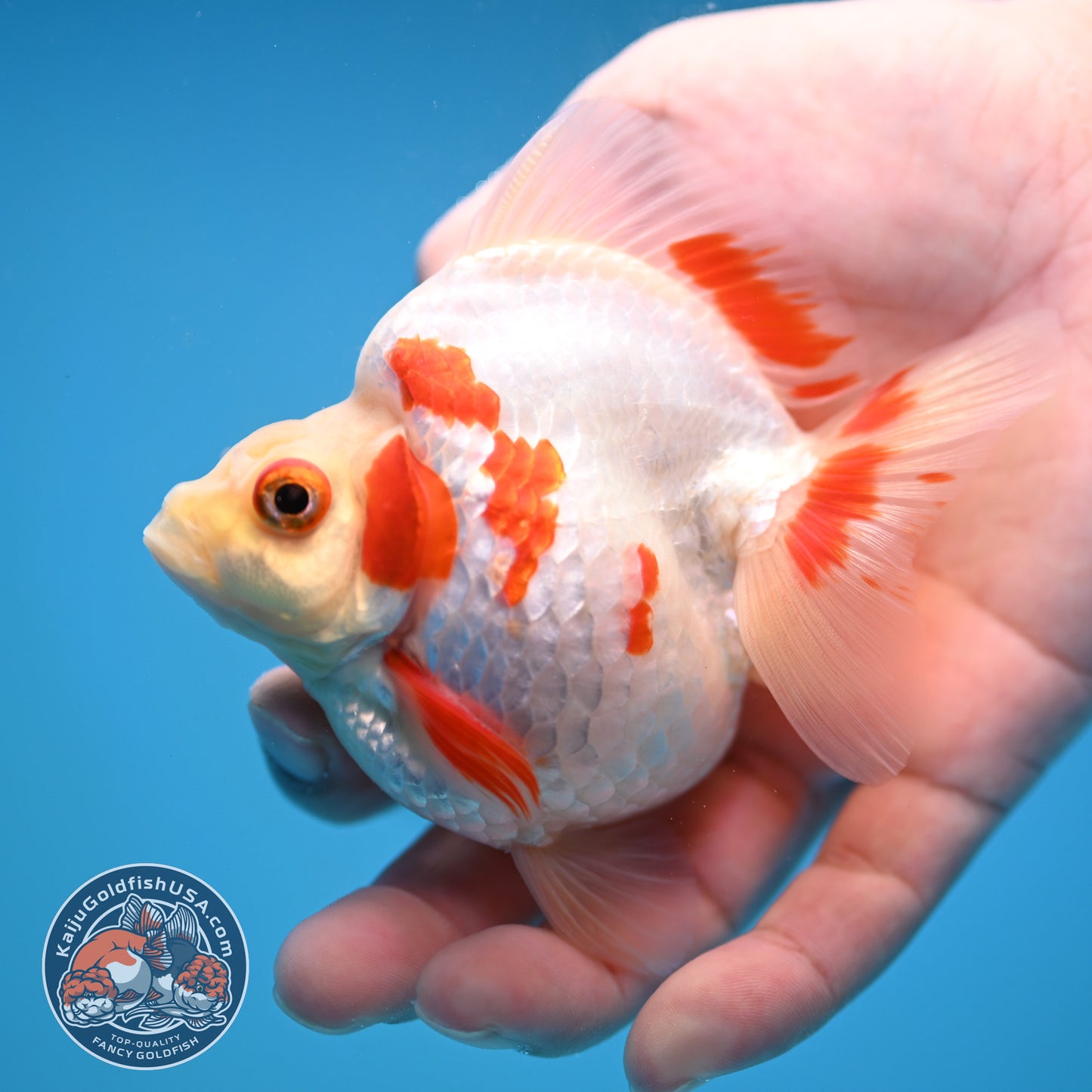Red White Ryukin 3.5 inch Body (251114_RY03)