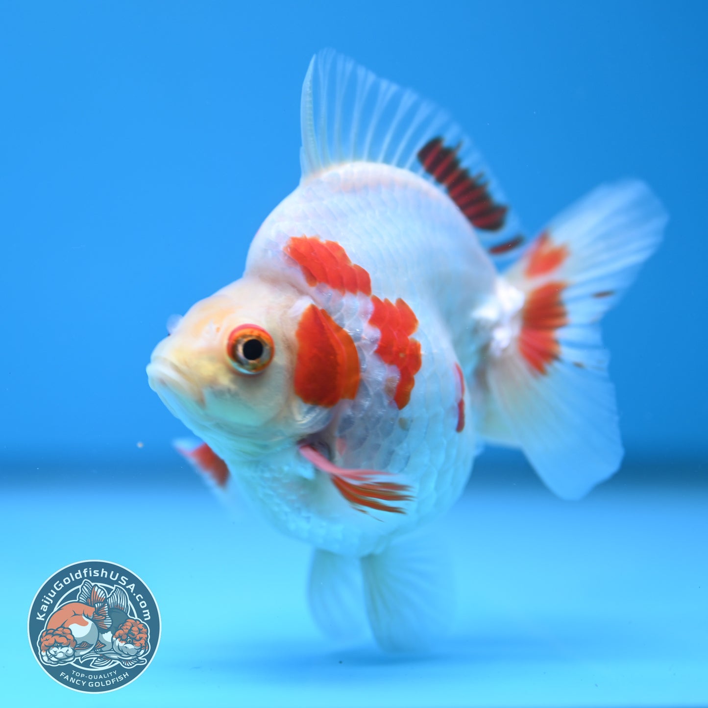 Red White Ryukin 3.5 inch Body (251114_RY03)