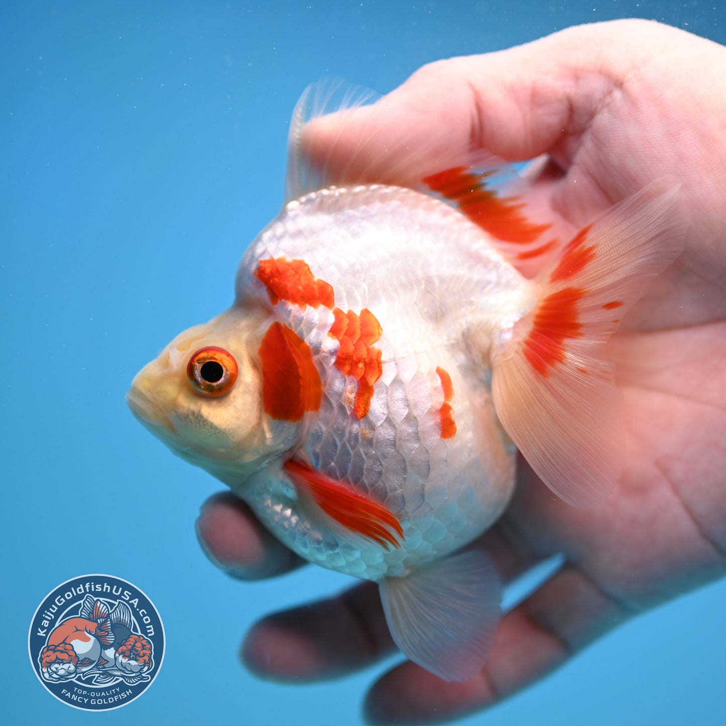 Red White Ryukin 3.5 inch Body (251114_RY03)