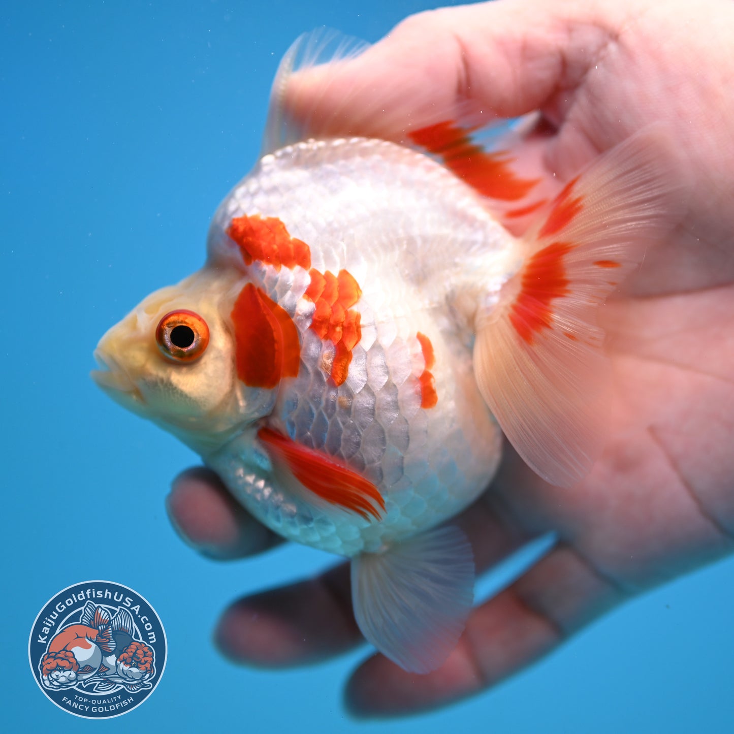 Red White Ryukin 3.5 inch Body (251114_RY03)