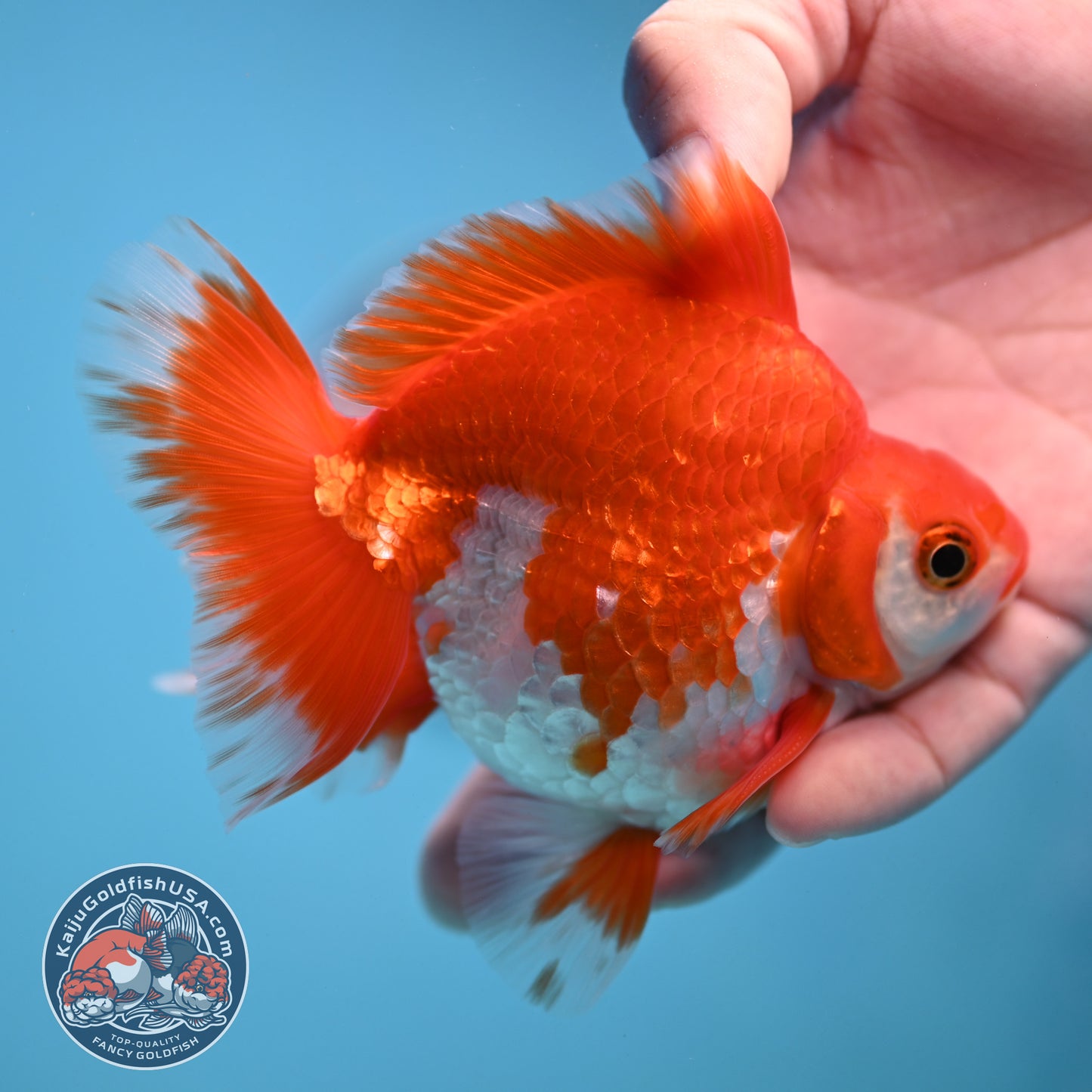 Red White Ryukin 3.5 inch Body (251212_RY02)