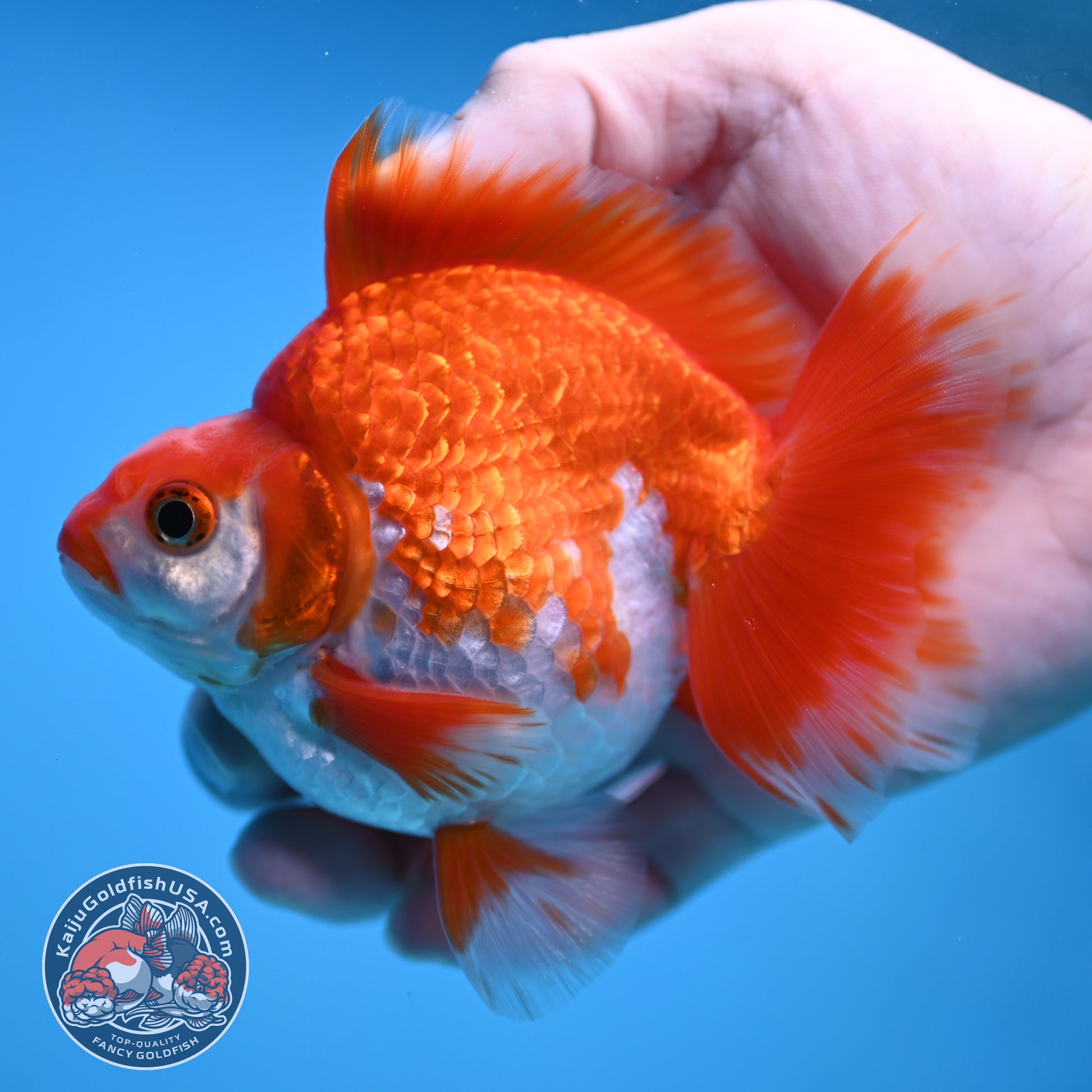 Red White Ryukin 3.5 inch Body (251212_RY02)