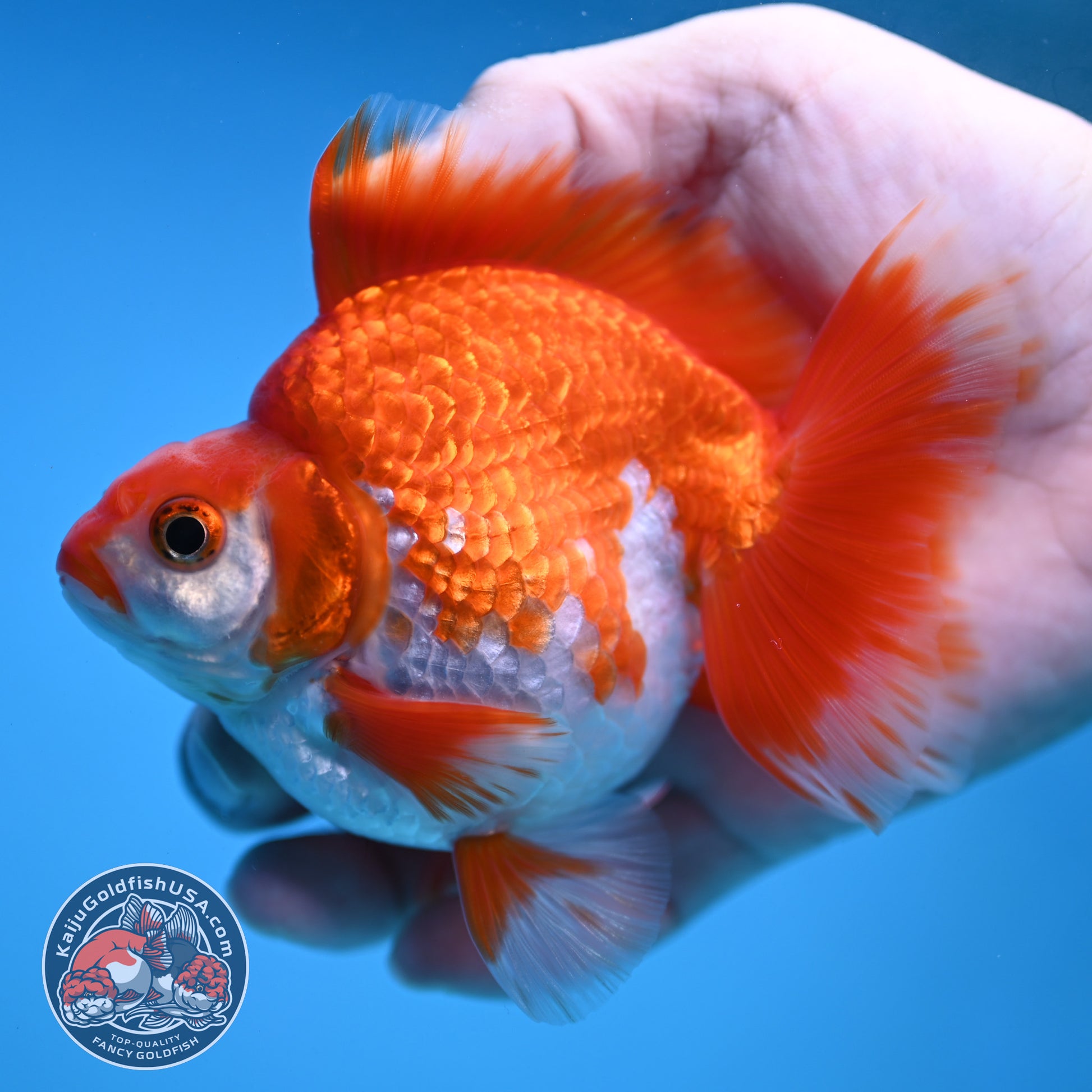 Red White Ryukin 3.5 inch Body (251212_RY02)