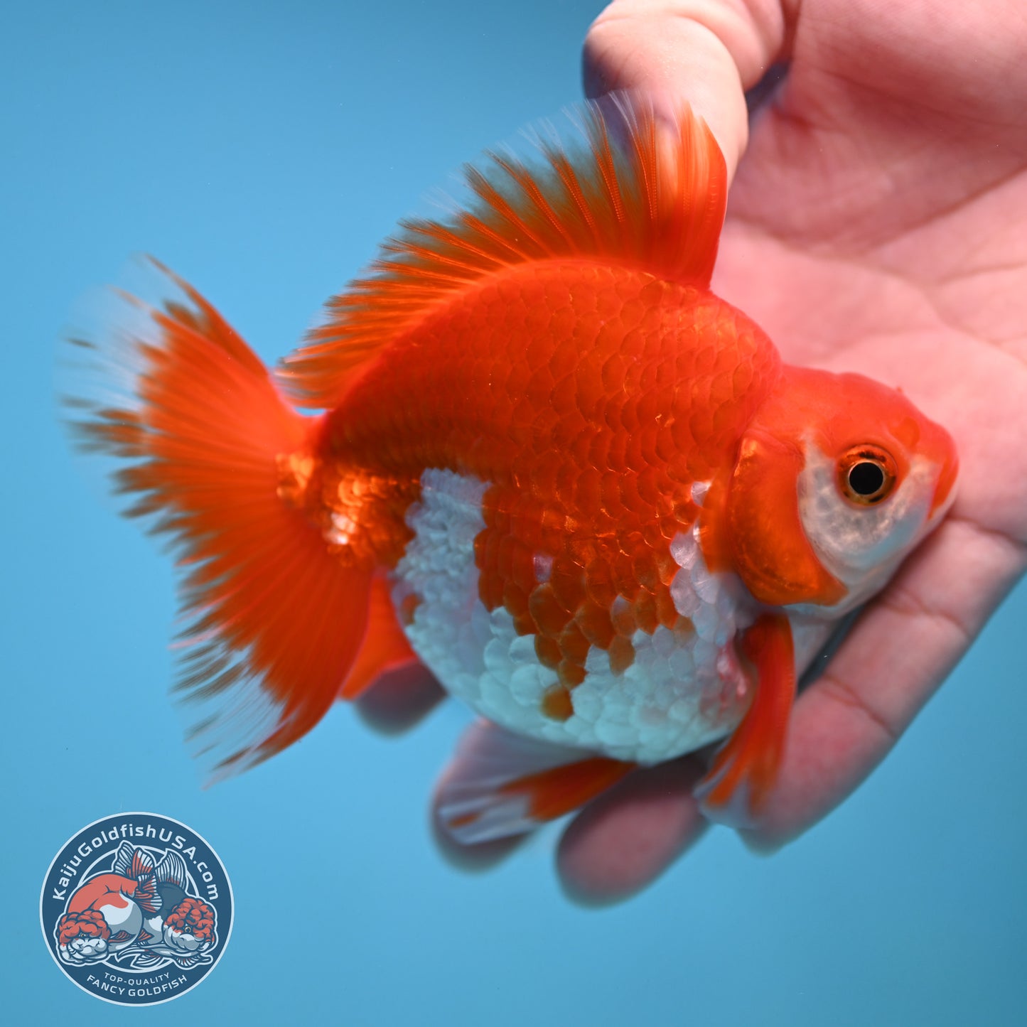 Red White Ryukin 3.5 inch Body (251212_RY02)