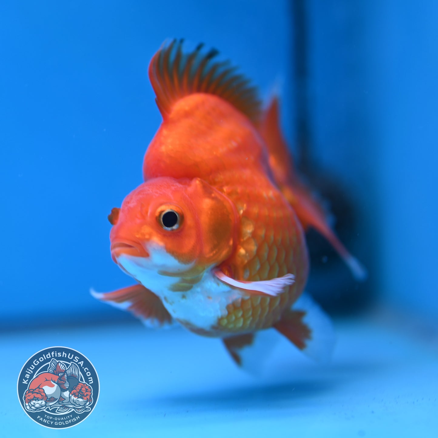 Red White Ryukin 3.5 inch Body (251212_RY06)