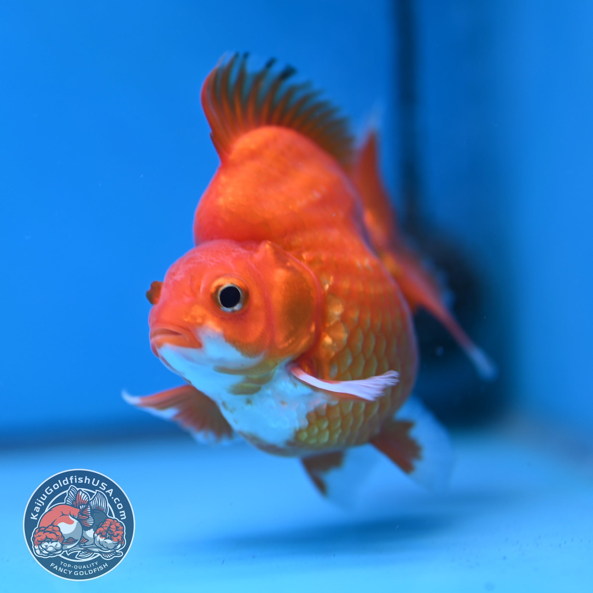 Red White Ryukin 3.5 inch Body (251212_RY06)
