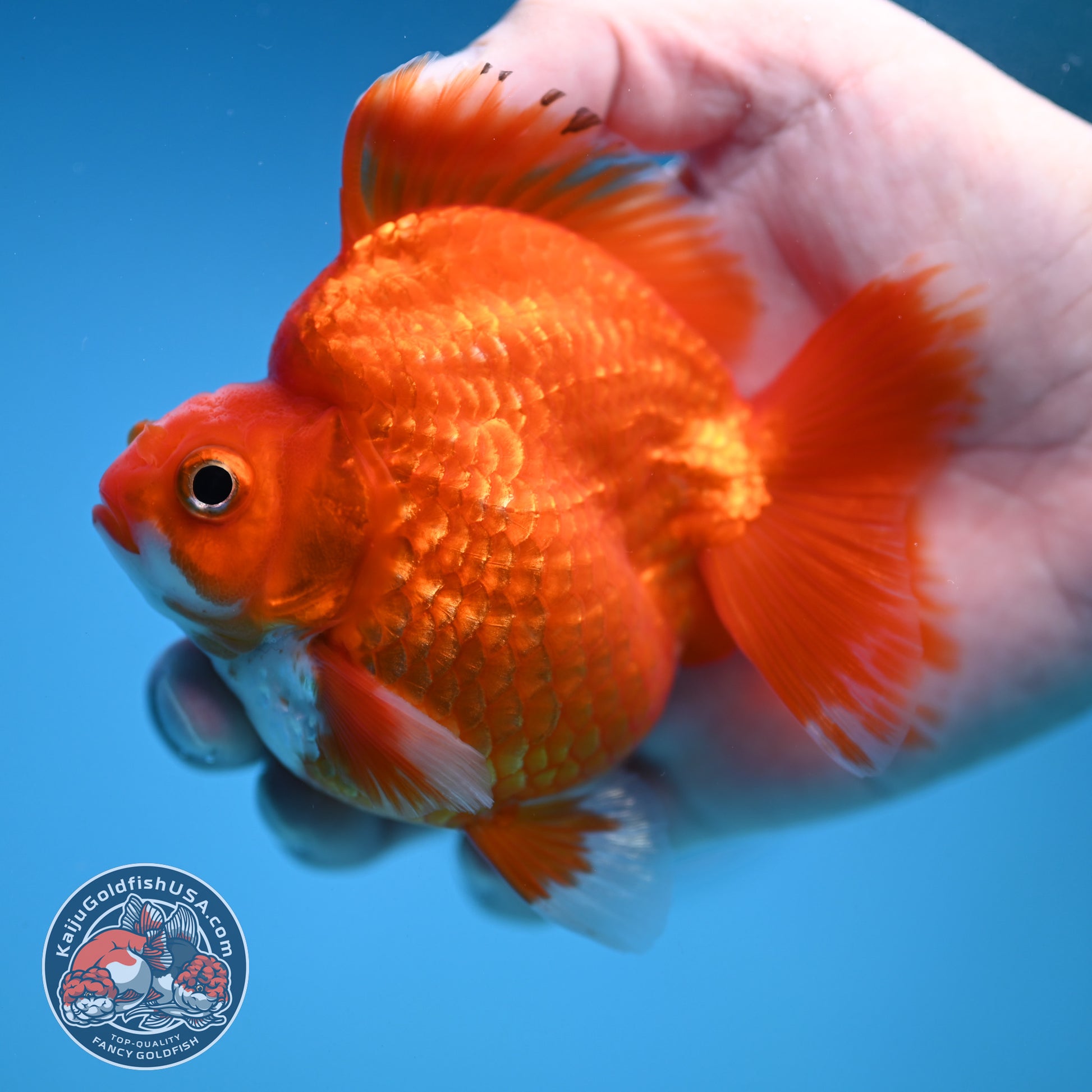 Red White Ryukin 3.5 inch Body (251212_RY06)