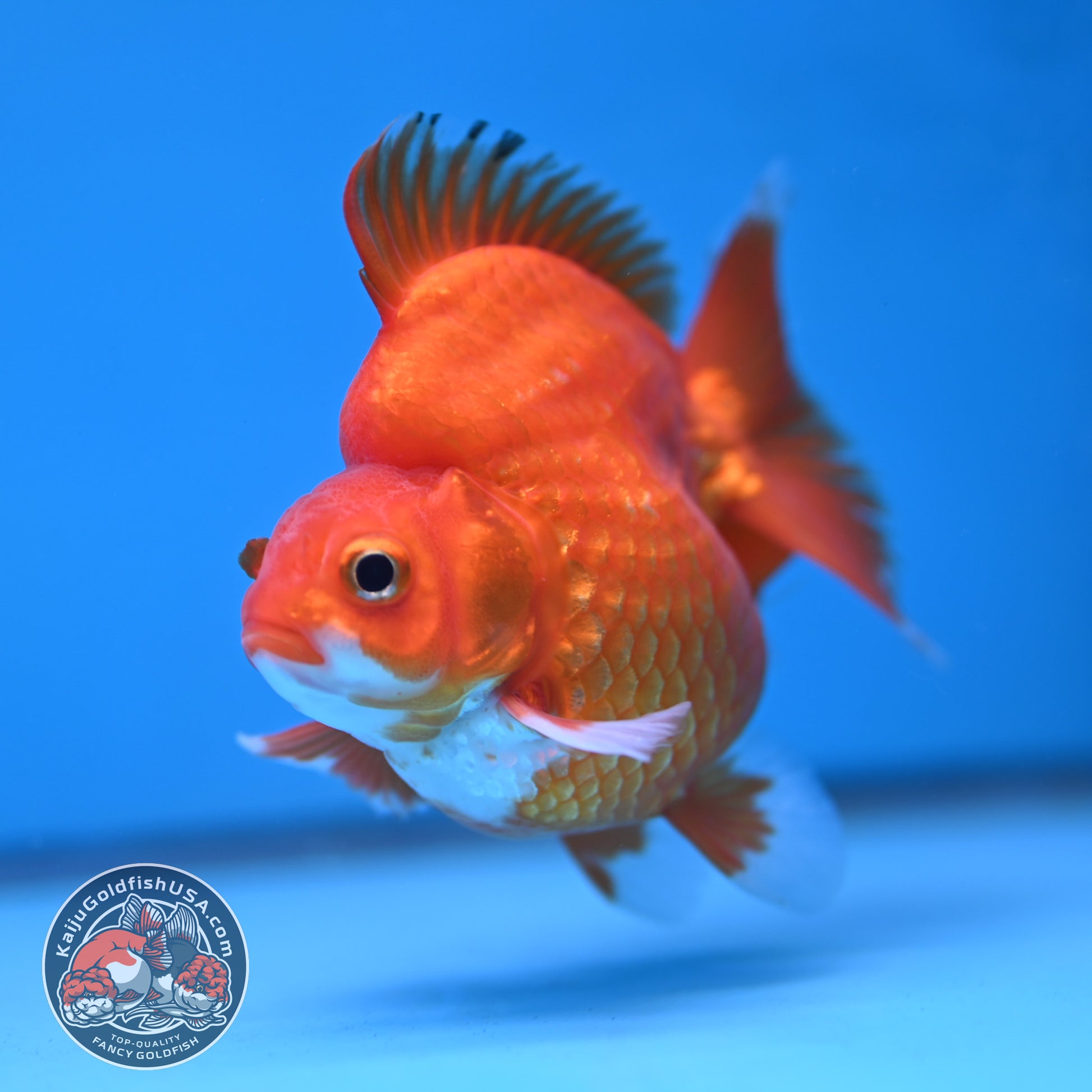 Red White Ryukin 3.5 inch Body (251212_RY06)