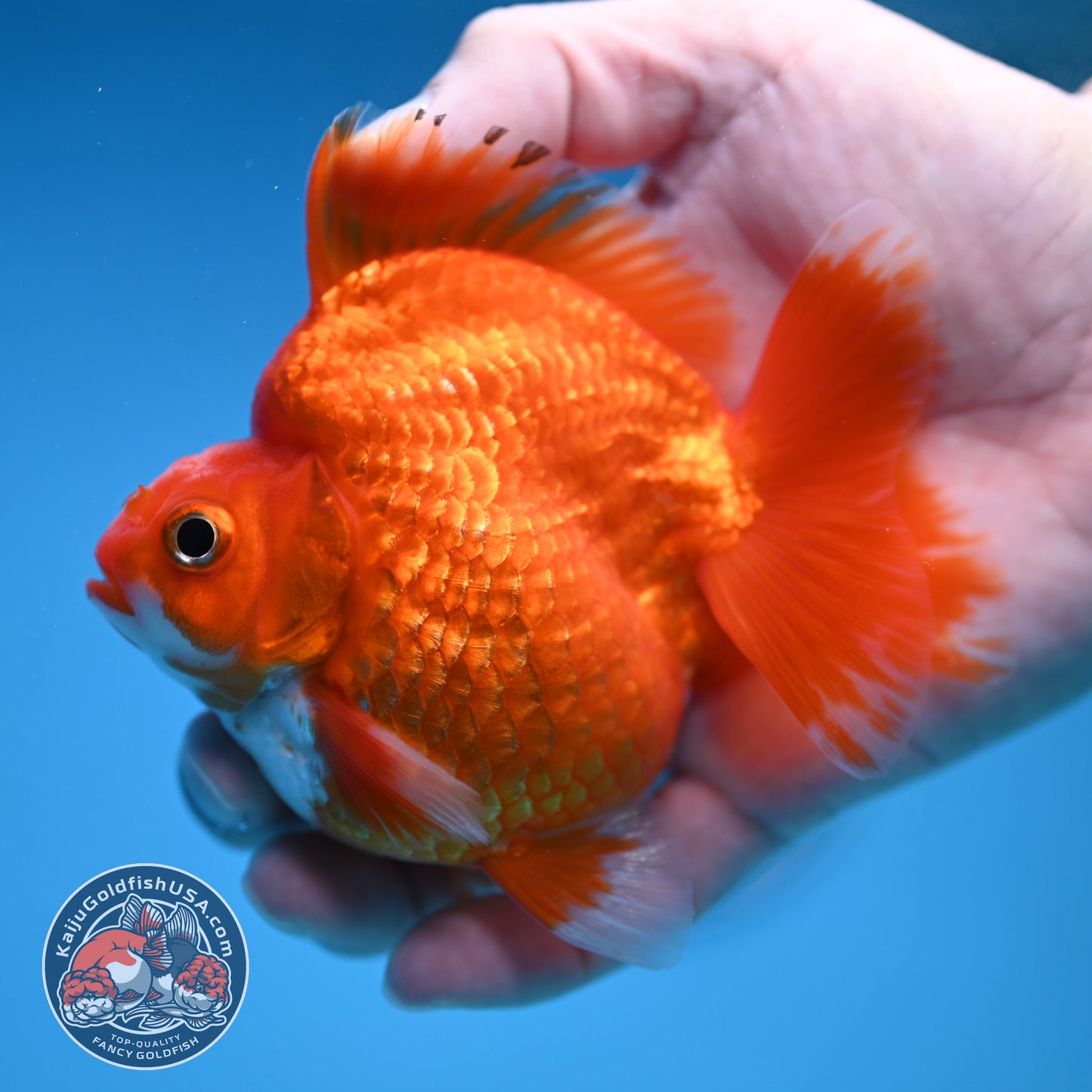 Red White Ryukin 3.5 inch Body (251212_RY06)