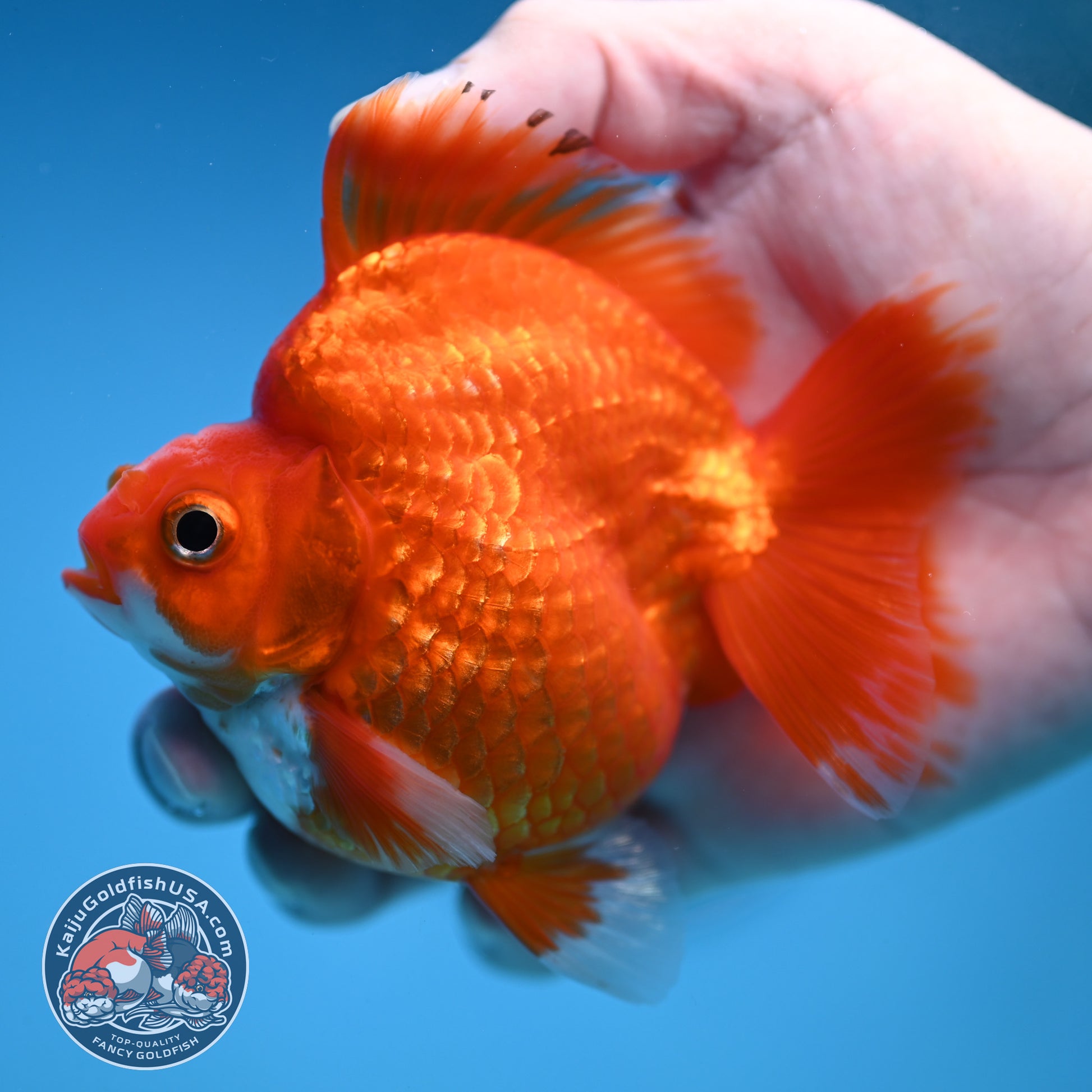 Red White Ryukin 3.5 inch Body (251212_RY06)