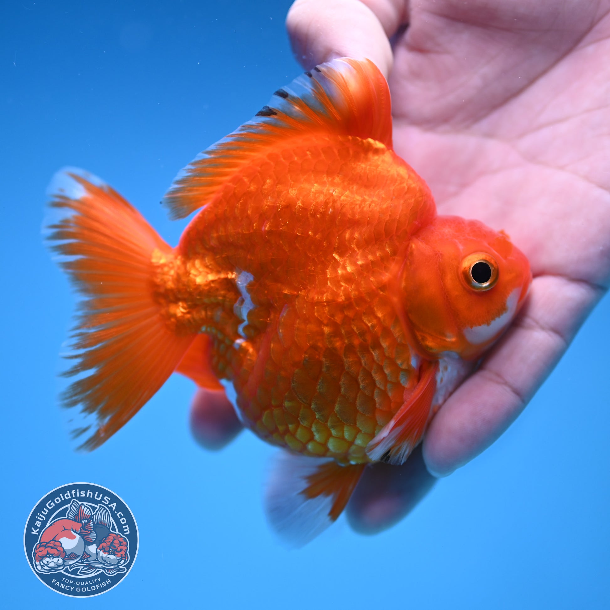 Red White Ryukin 3.5 inch Body (251212_RY06)