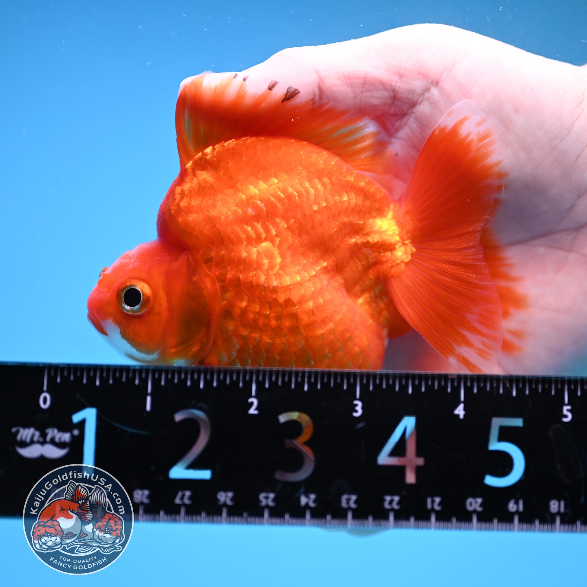 Red White Ryukin 3.5 inch Body (251212_RY06)