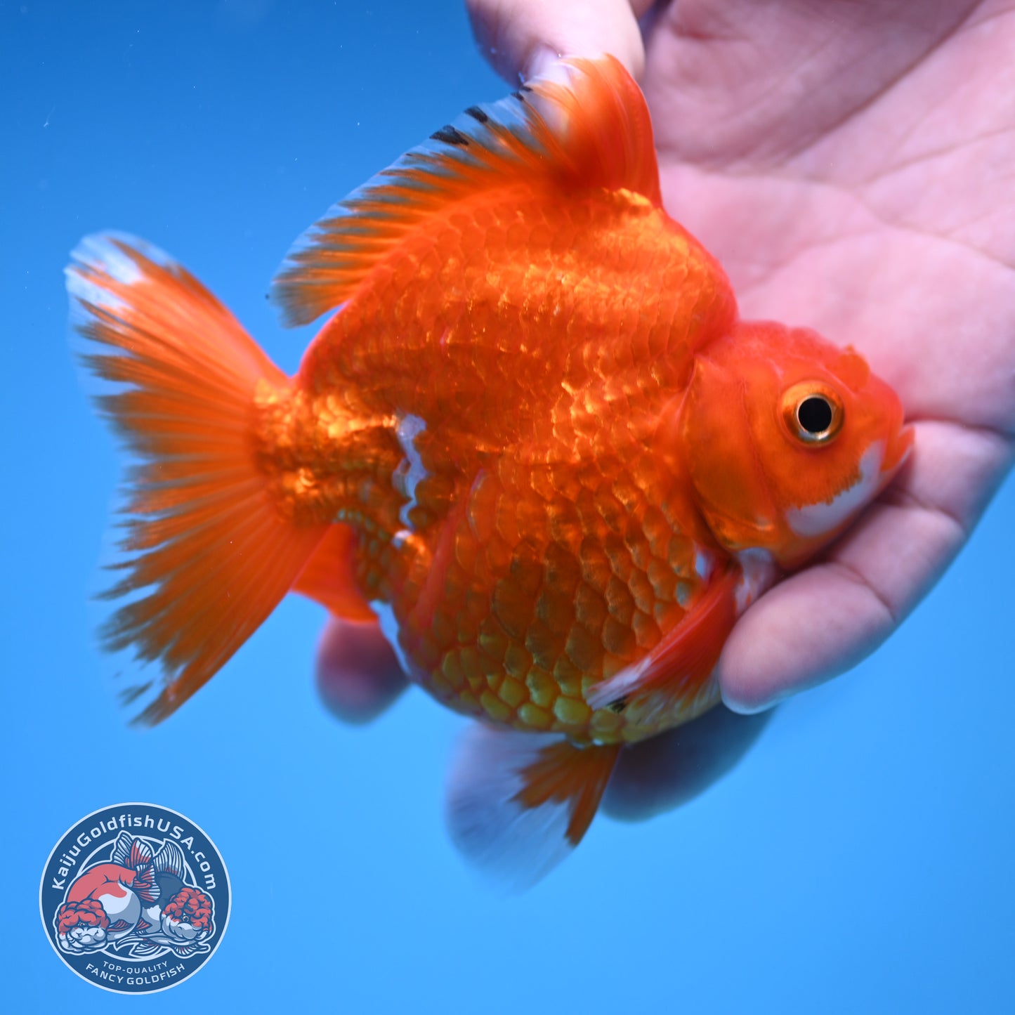 Red White Ryukin 3.5 inch Body (251212_RY06)