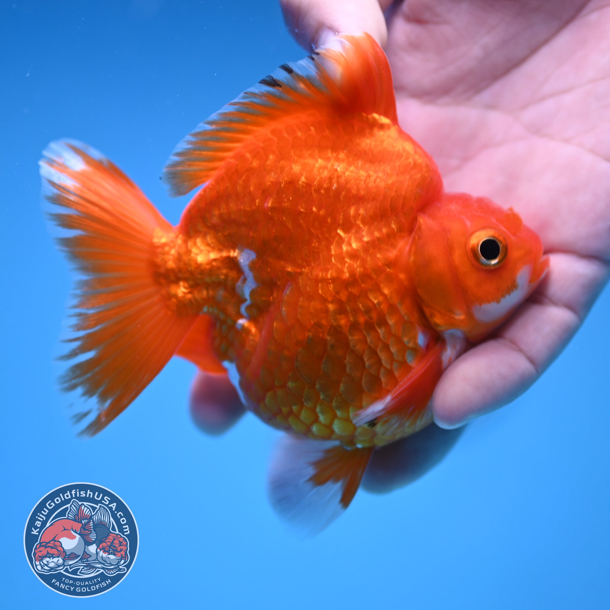 Red White Ryukin 3.5 inch Body (251212_RY06)