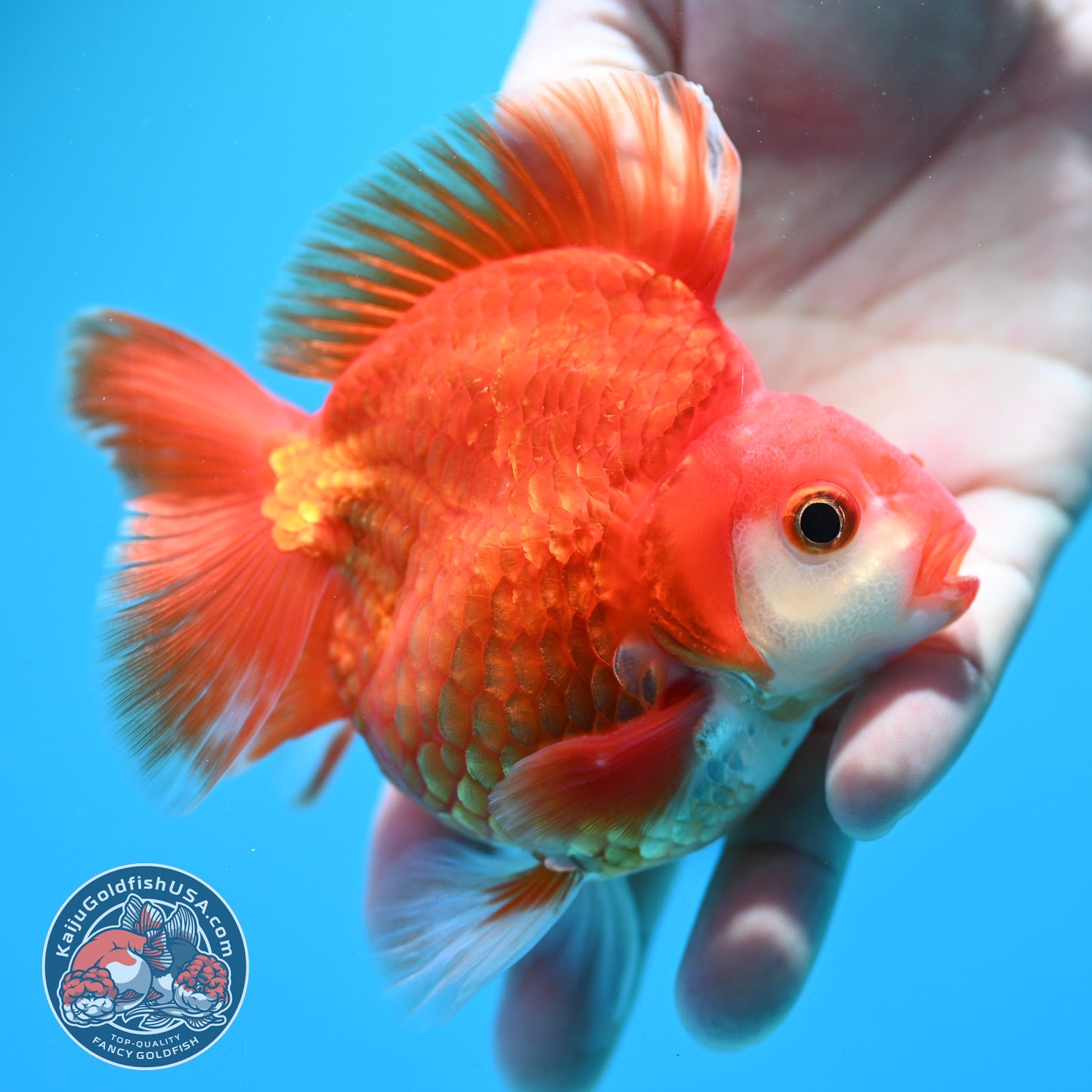 Red White Ryukin 3.5 inch Body (260313_RY03)