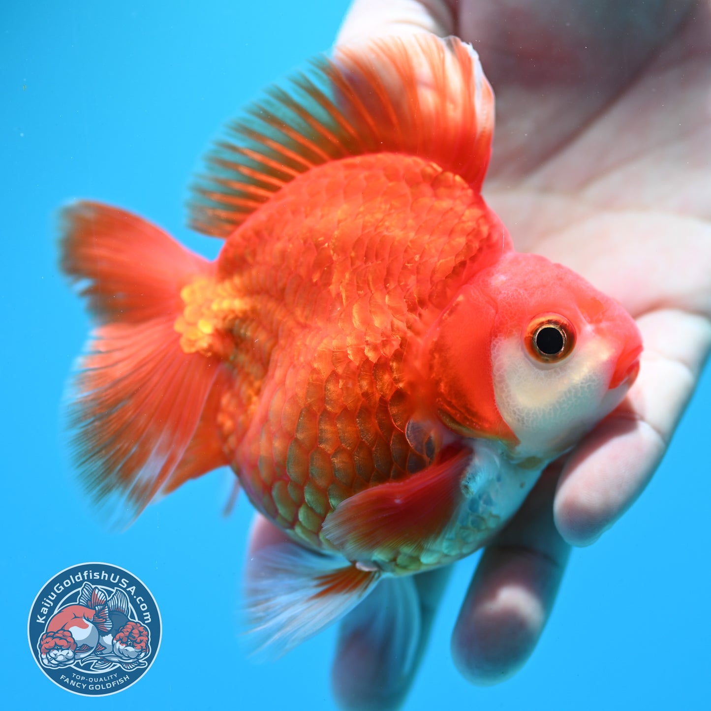 Red White Ryukin 3.5 inch Body (260313_RY03)