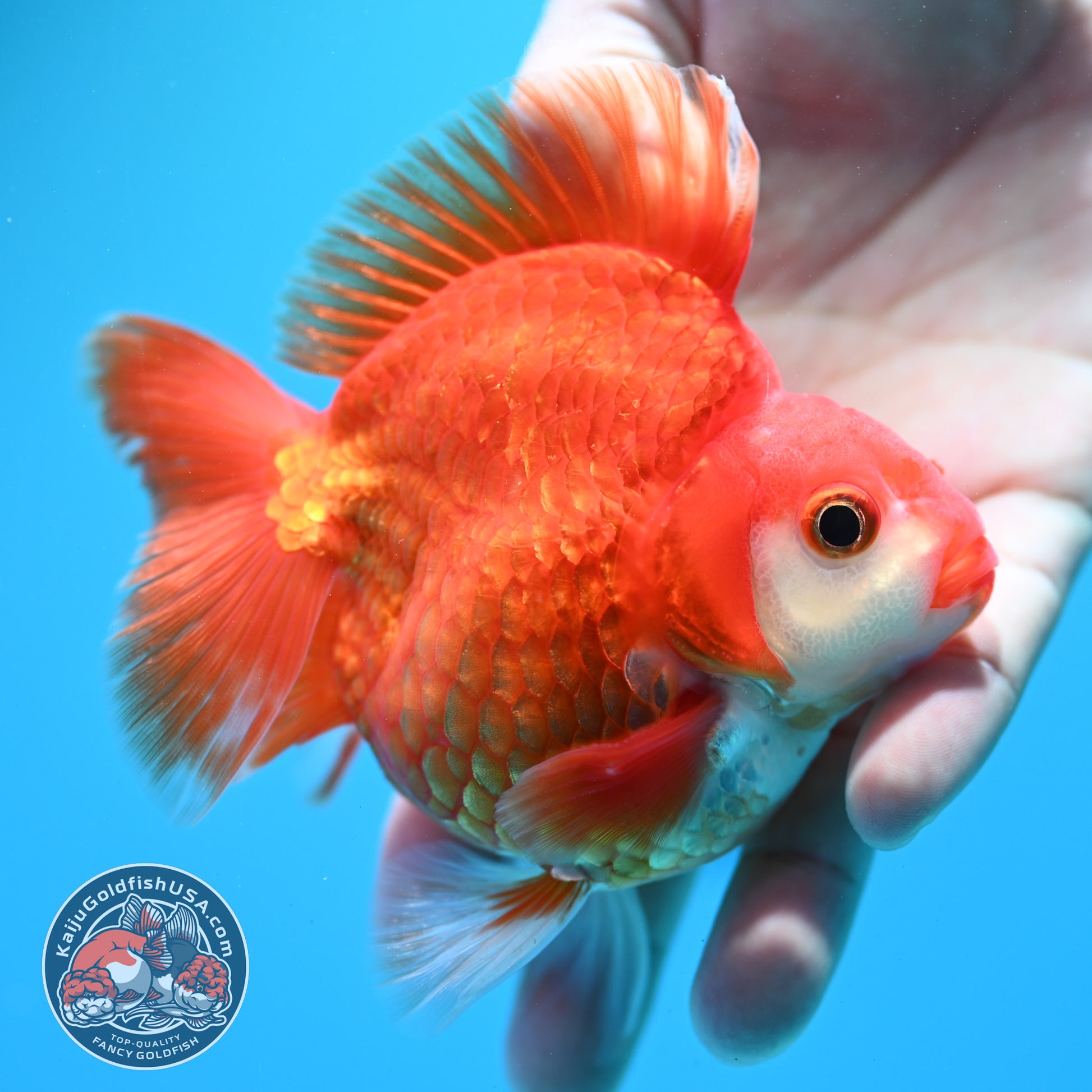 Red White Ryukin 3.5 inch Body (260313_RY03)