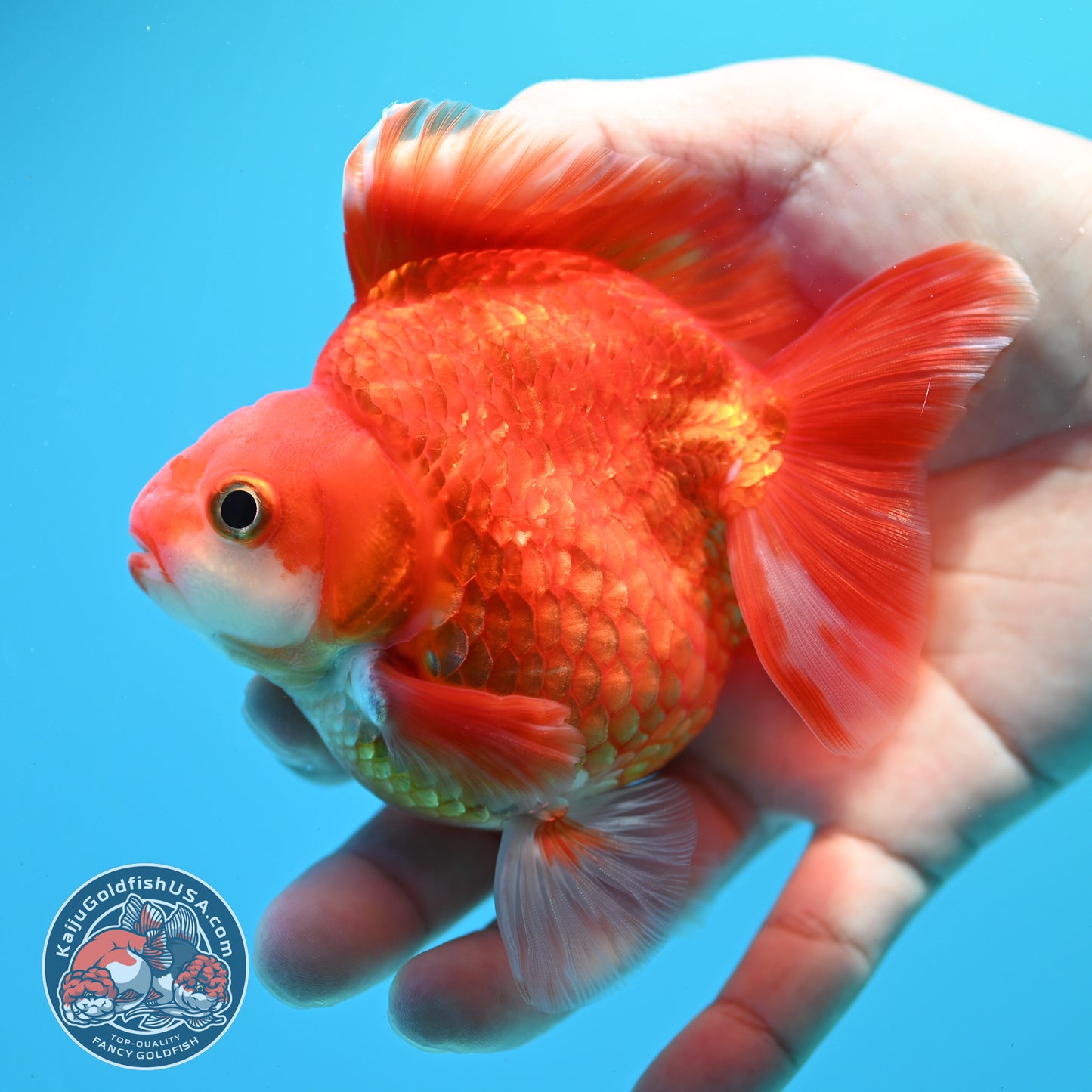 Red White Ryukin 3.5 inch Body (260313_RY03)