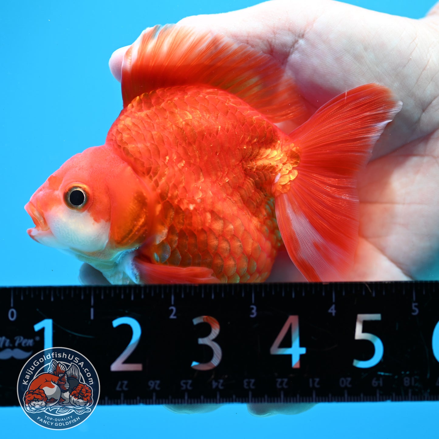 Red White Ryukin 3.5 inch Body (260313_RY03)