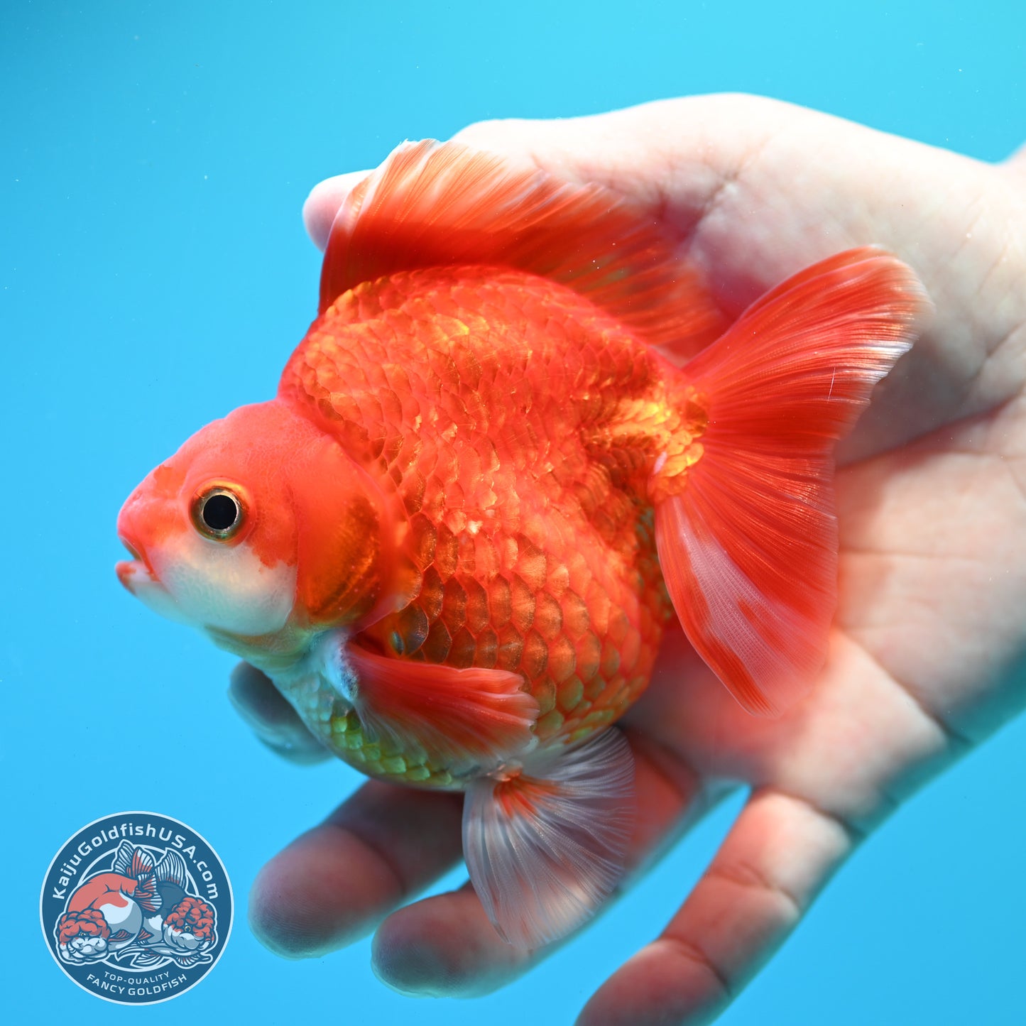 Red White Ryukin 3.5 inch Body (260313_RY03)