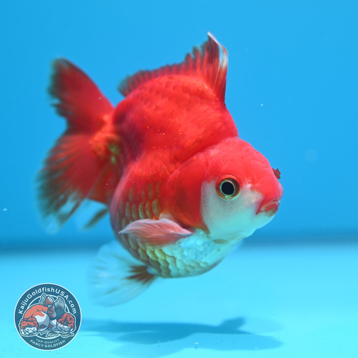 Red White Ryukin 3.5 inch Body (260313_RY03)