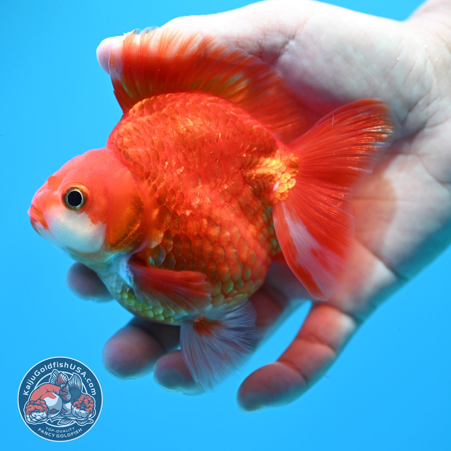 Red White Ryukin 3.5 inch Body (260313_RY03)