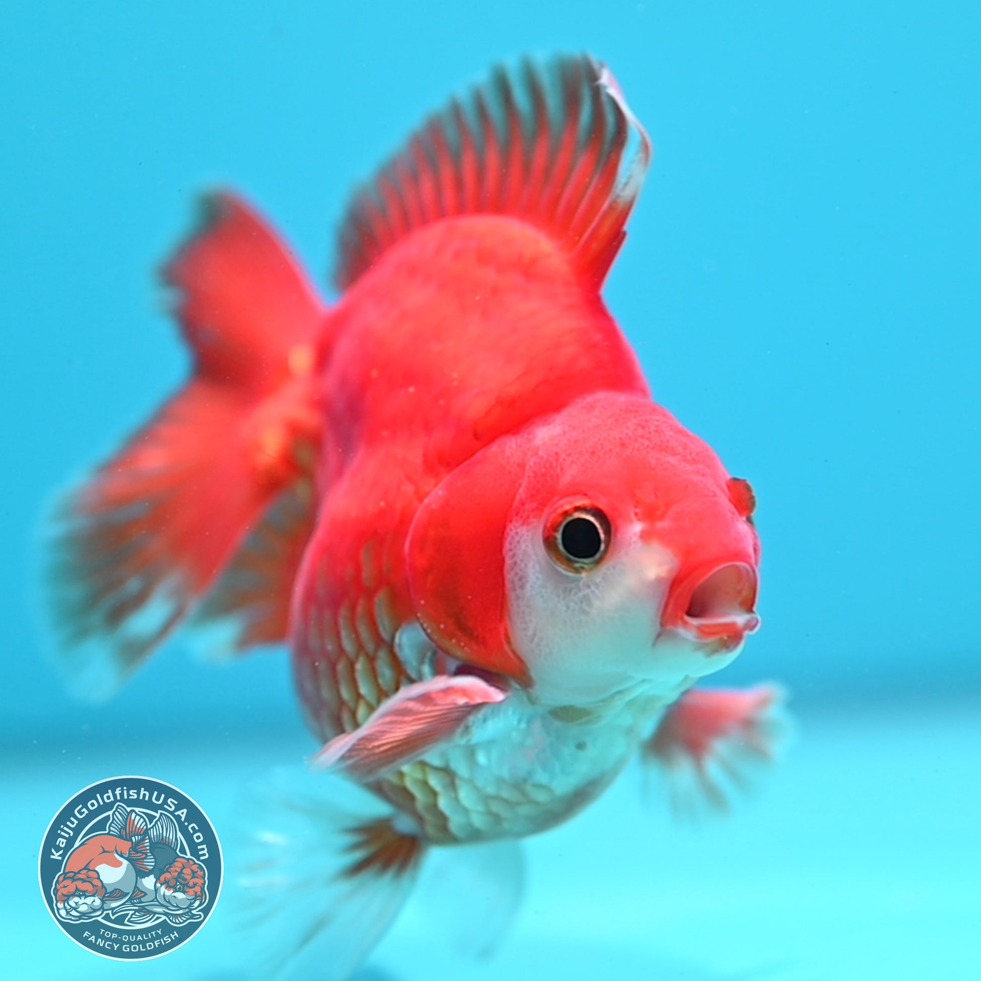 Red White Ryukin 3.5 inch Body (260313_RY03)