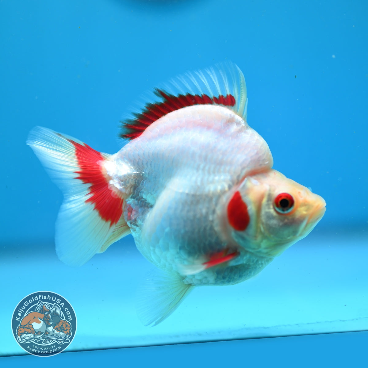 Red White Ryukin 3.5 inch Body (261002_RY01)